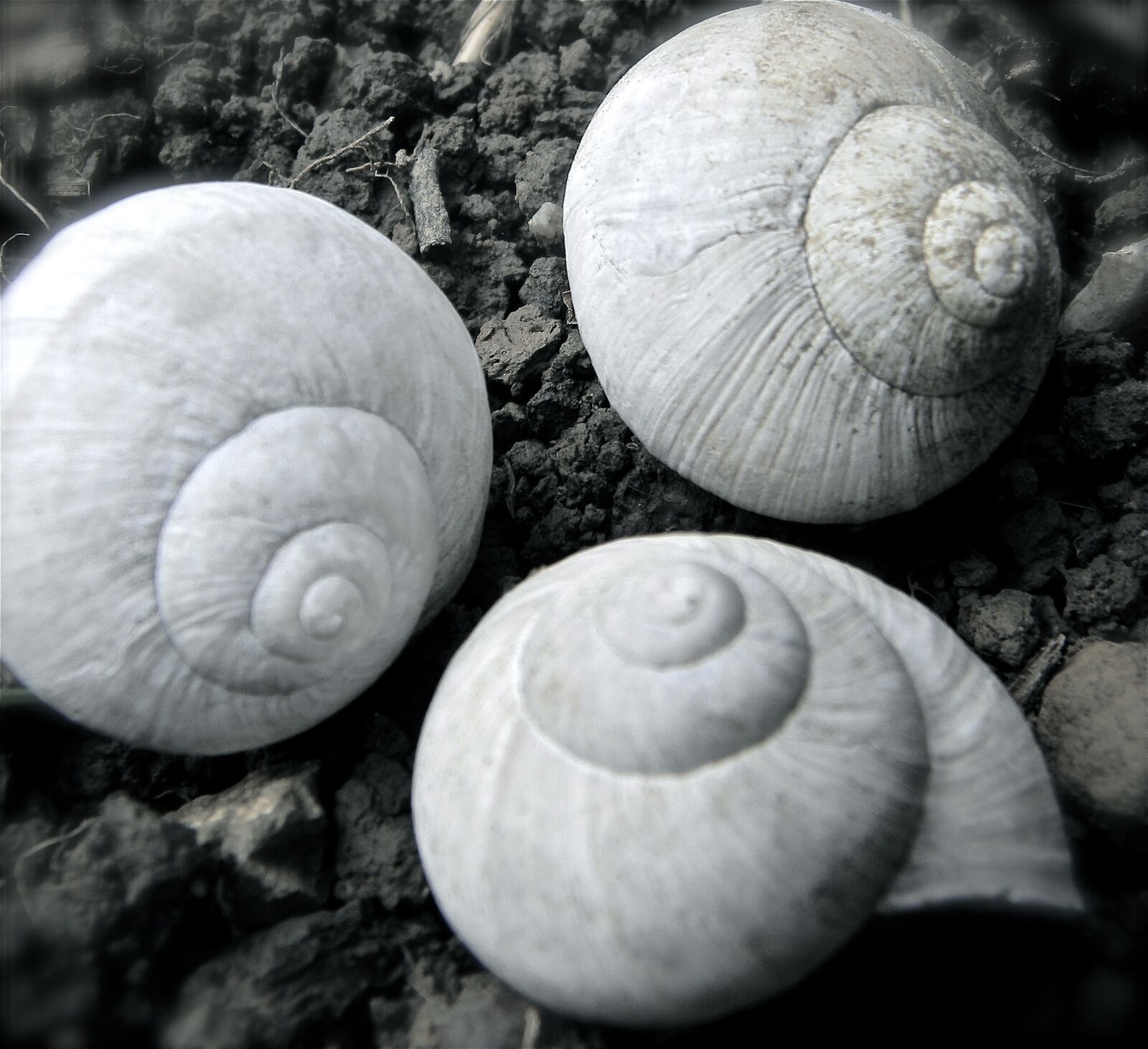 Nikon Coolpix L110 sample photo. Shell, snail, dirt photography