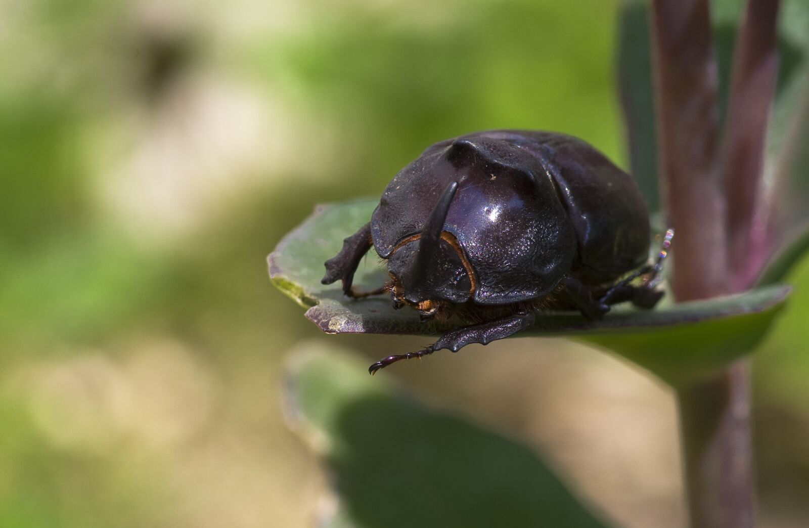 Pentax K-30 sample photo. Rhinoceros beetle, nature, close photography