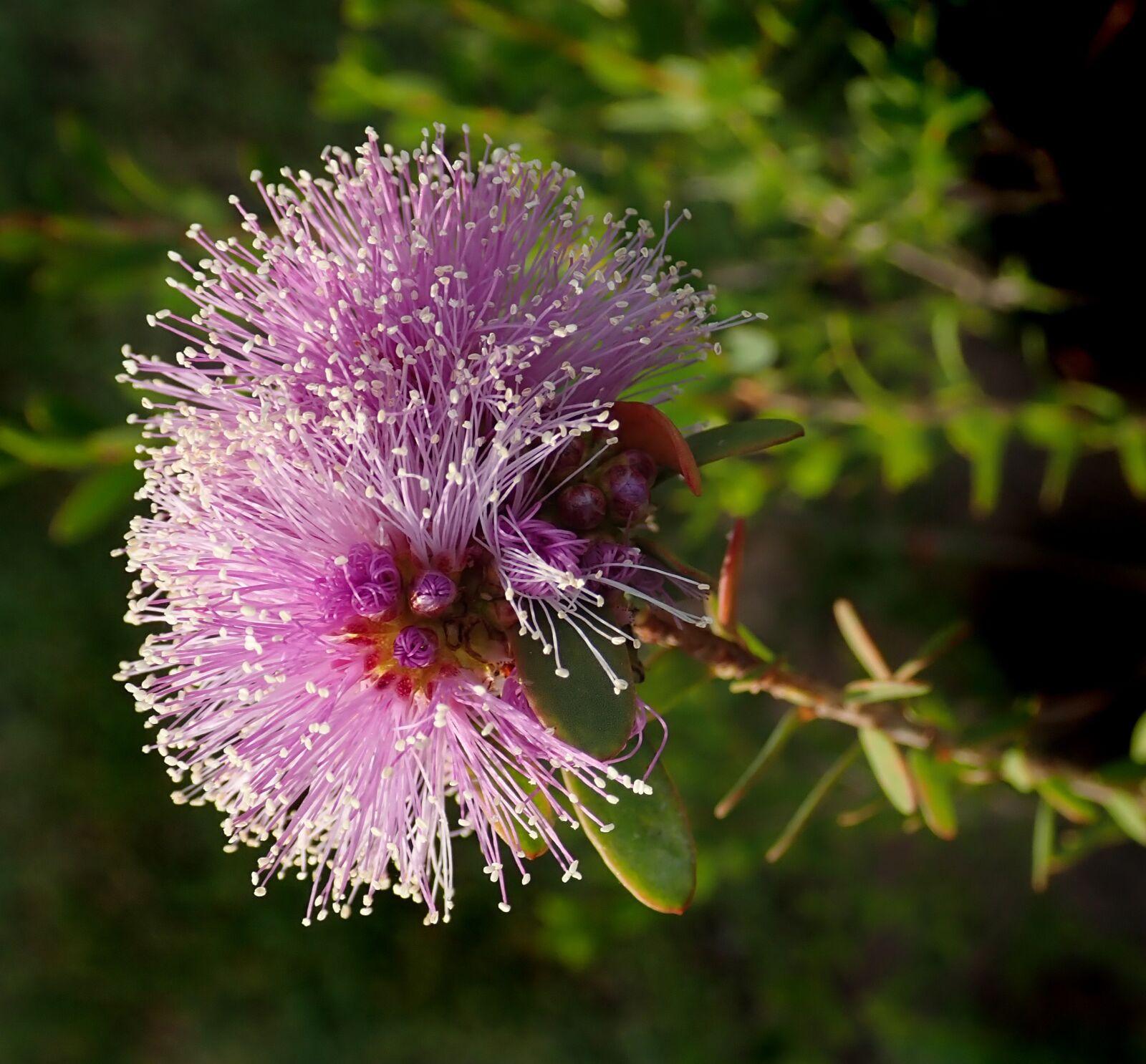Olympus TG-5 sample photo. Flower, australian, native photography