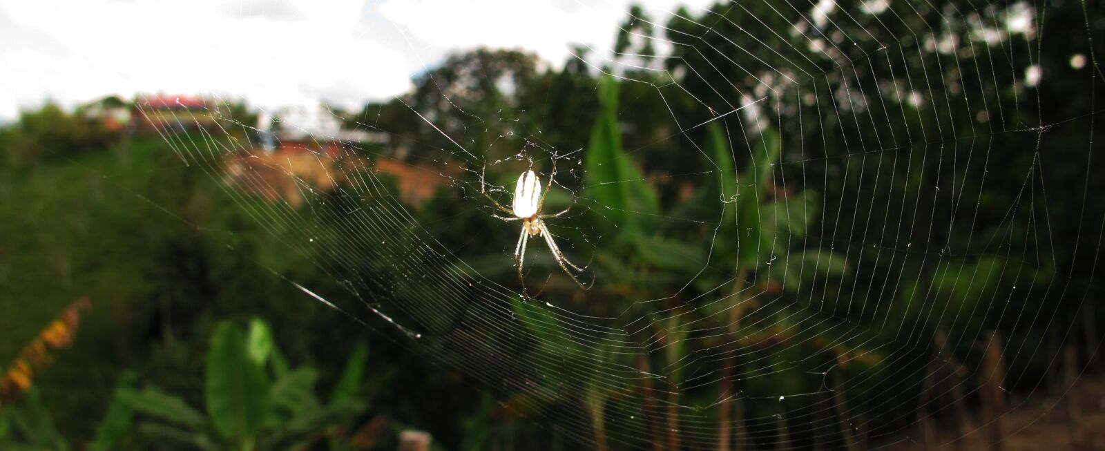 Canon PowerShot G12 sample photo. Insect, macro, web photography