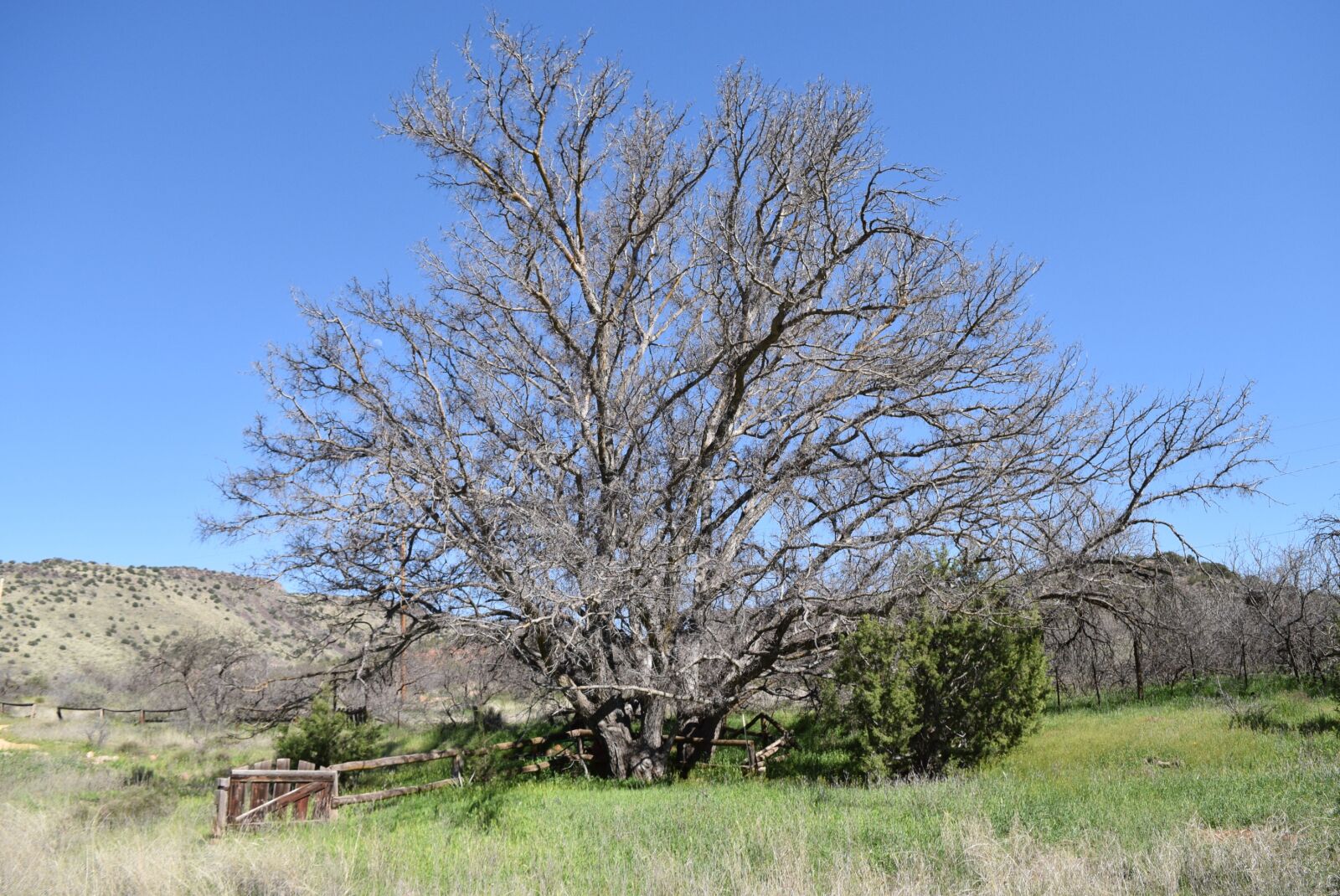 Nikon D5300 sample photo. Solitary tree, open field photography