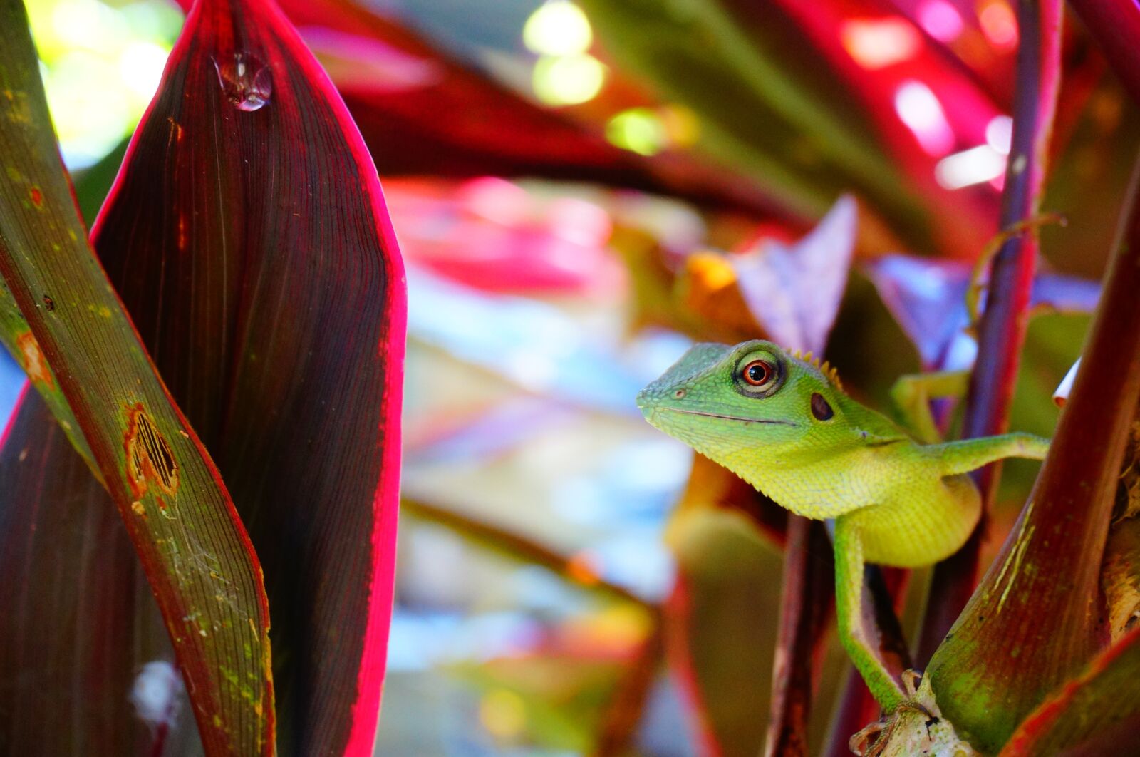 Sony Alpha NEX-5T sample photo. Chameleon, lizard, reptile photography
