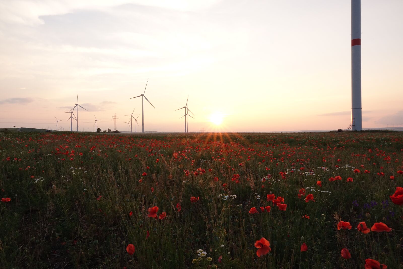 Sony Cyber-shot DSC-RX10 III sample photo. Field of poppies, sunset photography
