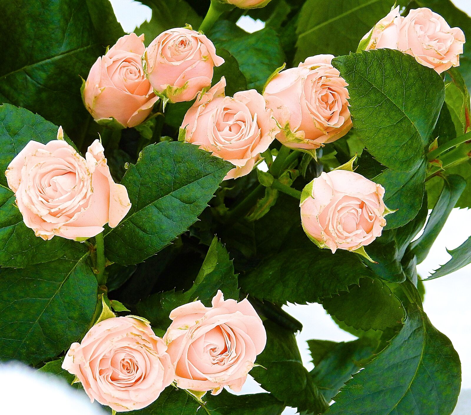 Nikon Coolpix P900 sample photo. Rose, love, flower photography
