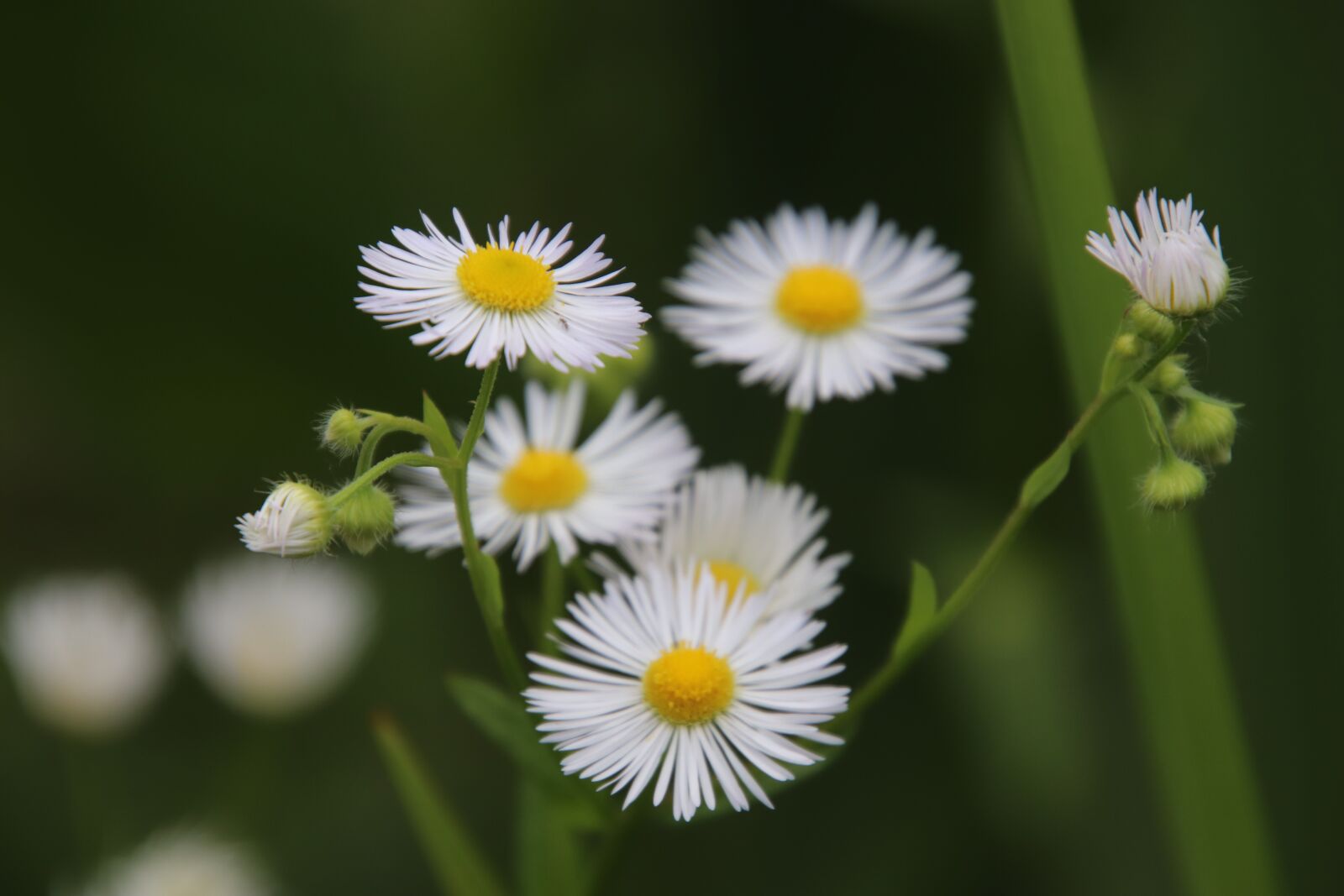 Canon EOS 800D (EOS Rebel T7i / EOS Kiss X9i) sample photo. Daisies, flowers, white color photography