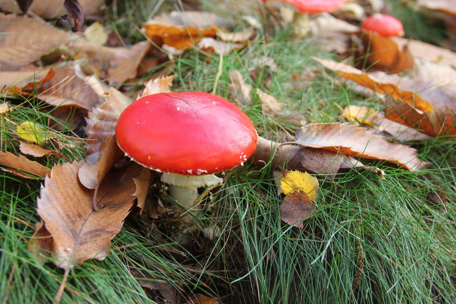 Canon EOS 550D (EOS Rebel T2i / EOS Kiss X4) sample photo. Mushrooms, forest, wood photography