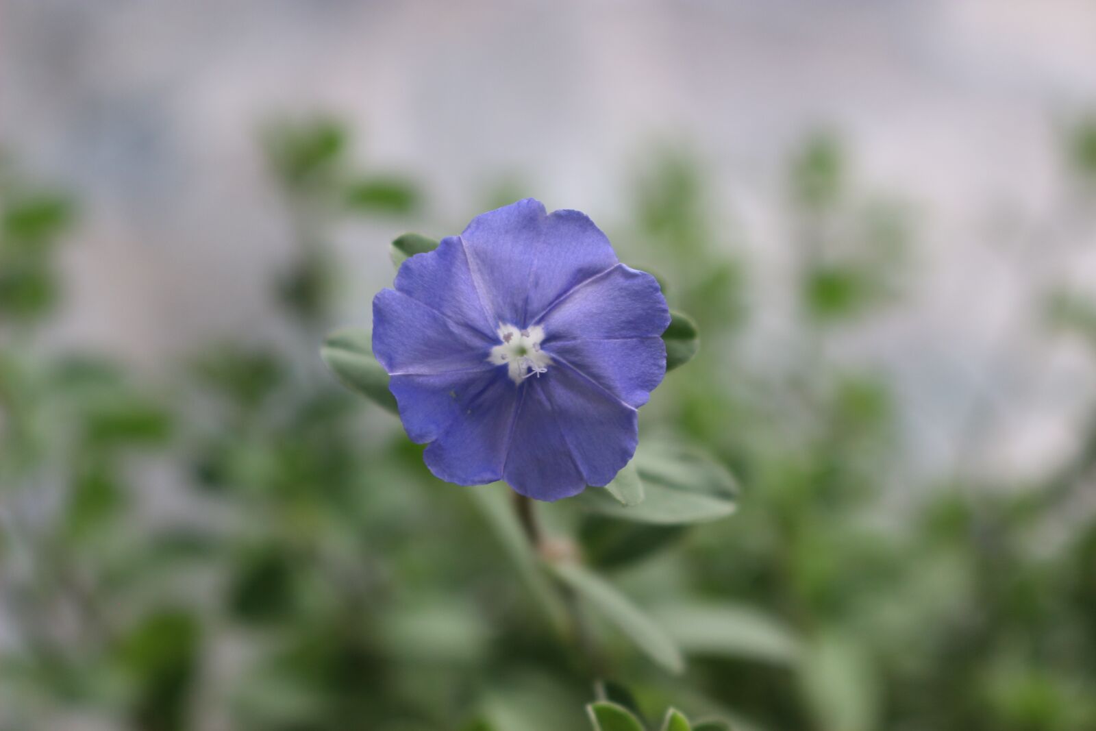Canon EOS 100D (EOS Rebel SL1 / EOS Kiss X7) sample photo. Blue daze, flower, flowers photography