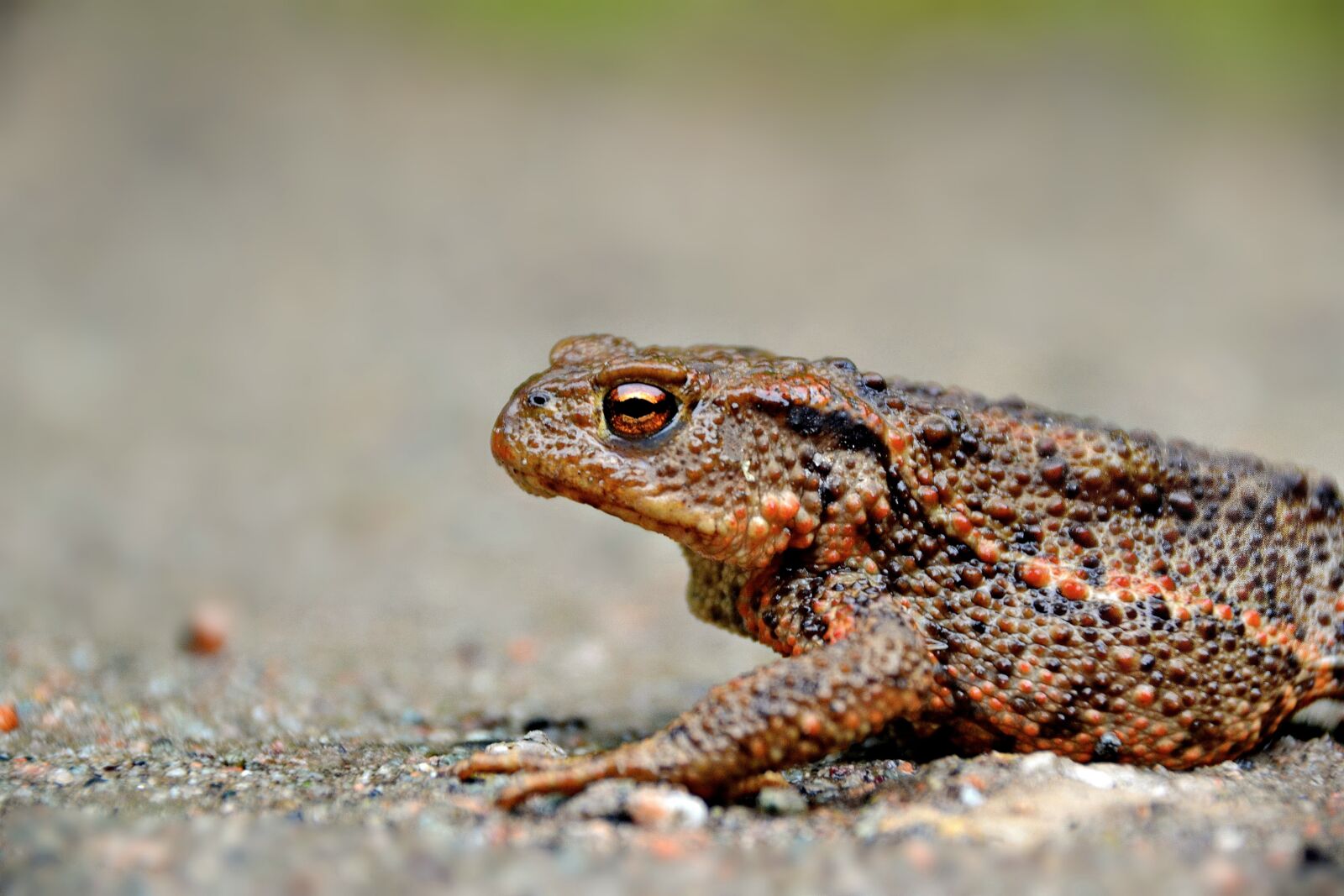 Nikon D3100 sample photo. Common toad, toad, frog photography