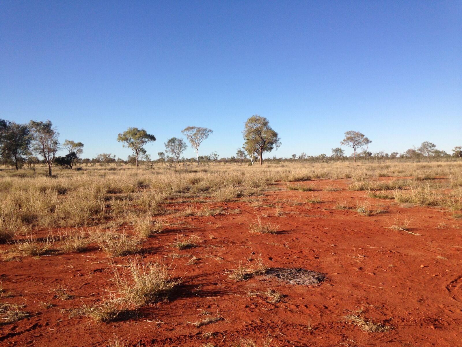 iPhone 5c back camera 4.12mm f/2.4 sample photo. Blue, sky, bush, landscape photography