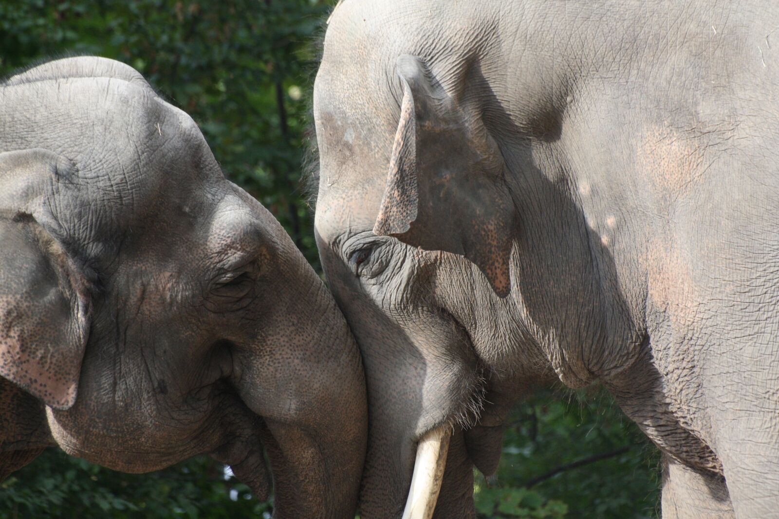 Canon EOS 450D (EOS Rebel XSi / EOS Kiss X2) sample photo. Elephant, zoo, animals photography
