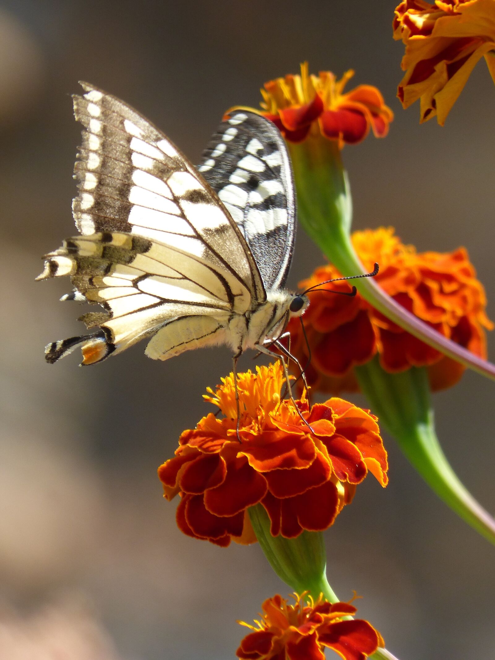 Panasonic DMC-FZ62 sample photo. Butterfly, papilio machaon, carnation photography