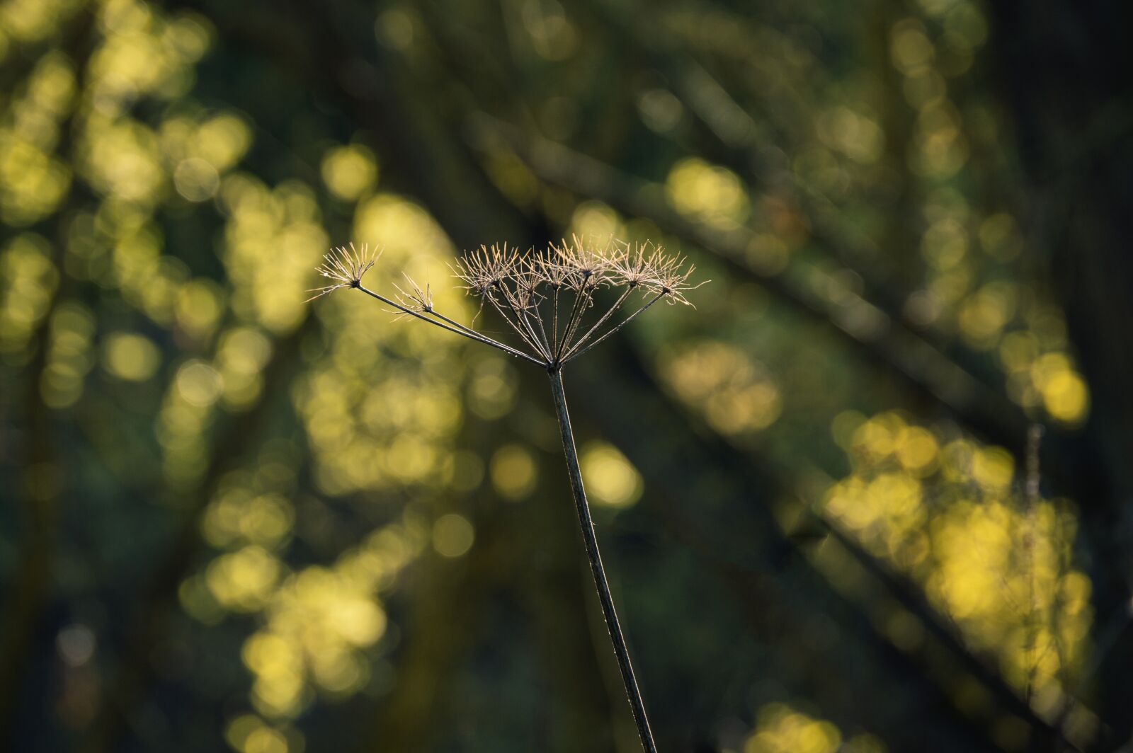 Nikon D3200 sample photo. Nature, spring, closeup photography