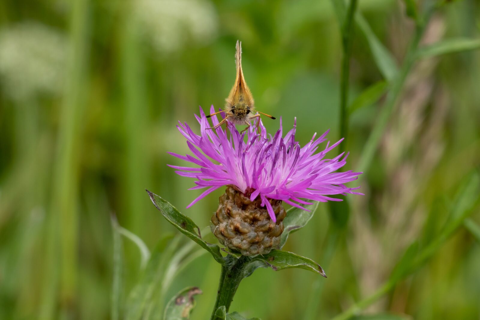 Canon EOS 7D Mark II sample photo. Butterfly, skipper, insect photography