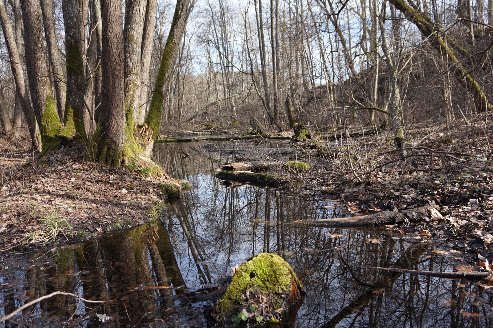 Sony Alpha a5000 (ILCE 5000) sample photo. Spring forward, spring, nature photography