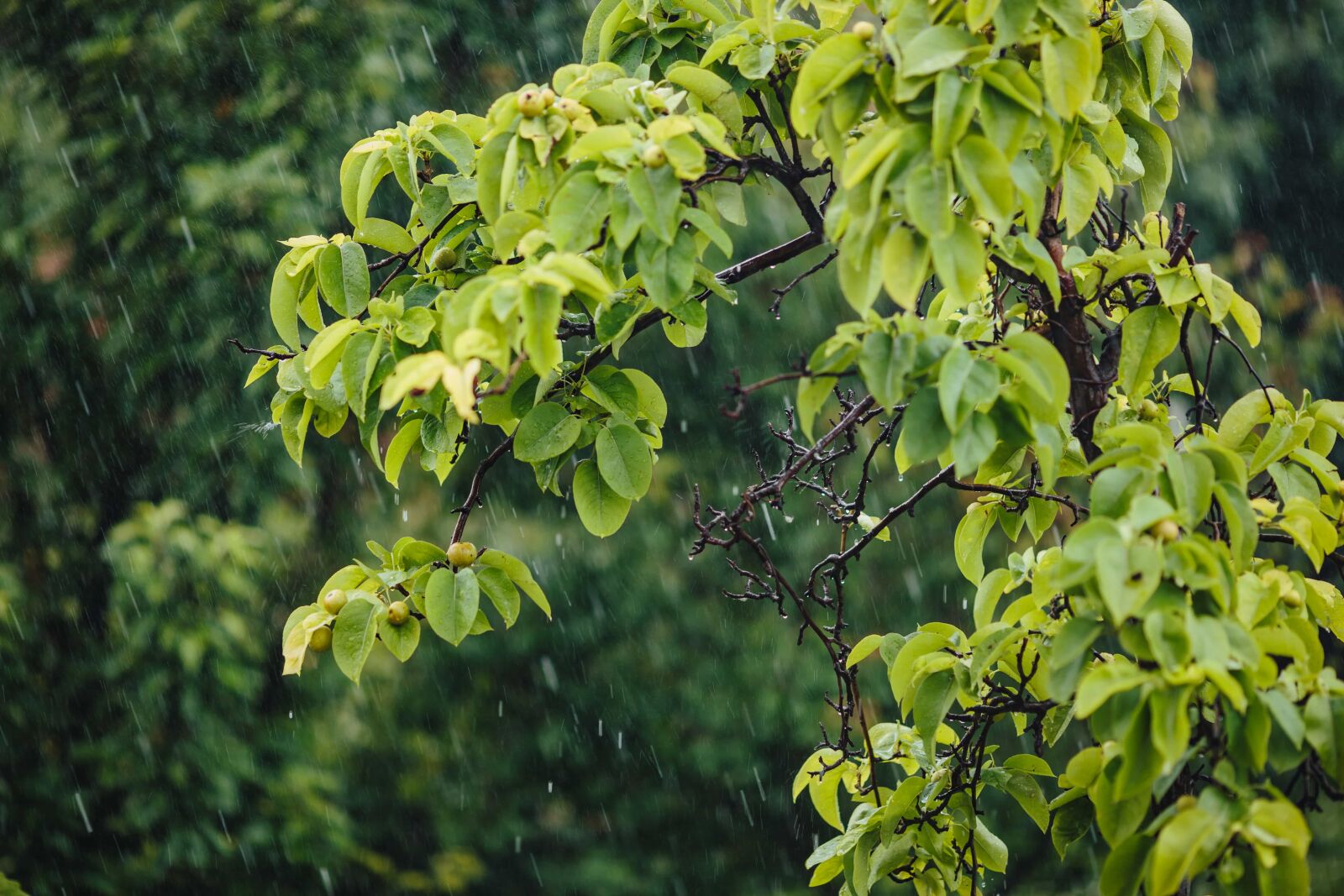 Canon EF 135mm F2L USM sample photo. Orchard, pears, rain, branch photography