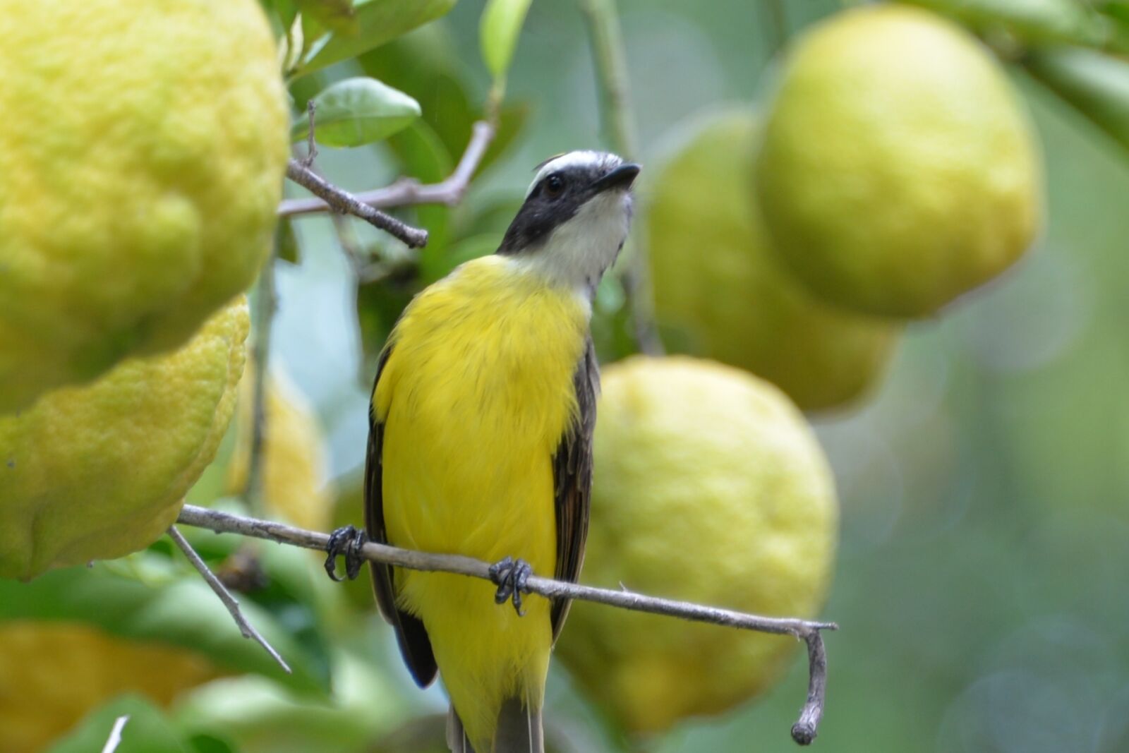 Nikon D610 sample photo. Knew, lemon tree, farm photography