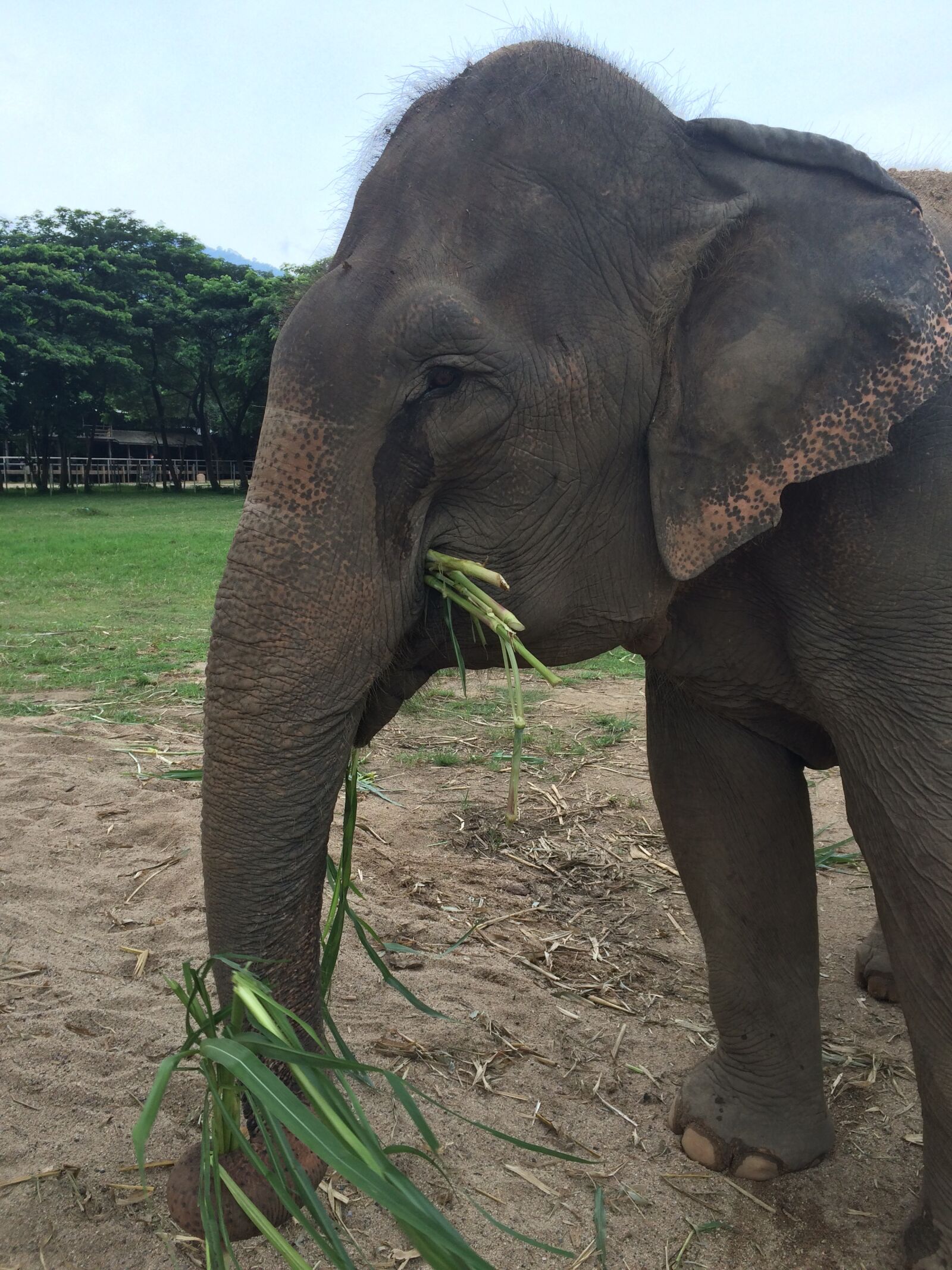 iPhone 5s back camera 4.15mm f/2.2 sample photo. Elephant, thailand, elephant sanctuary photography