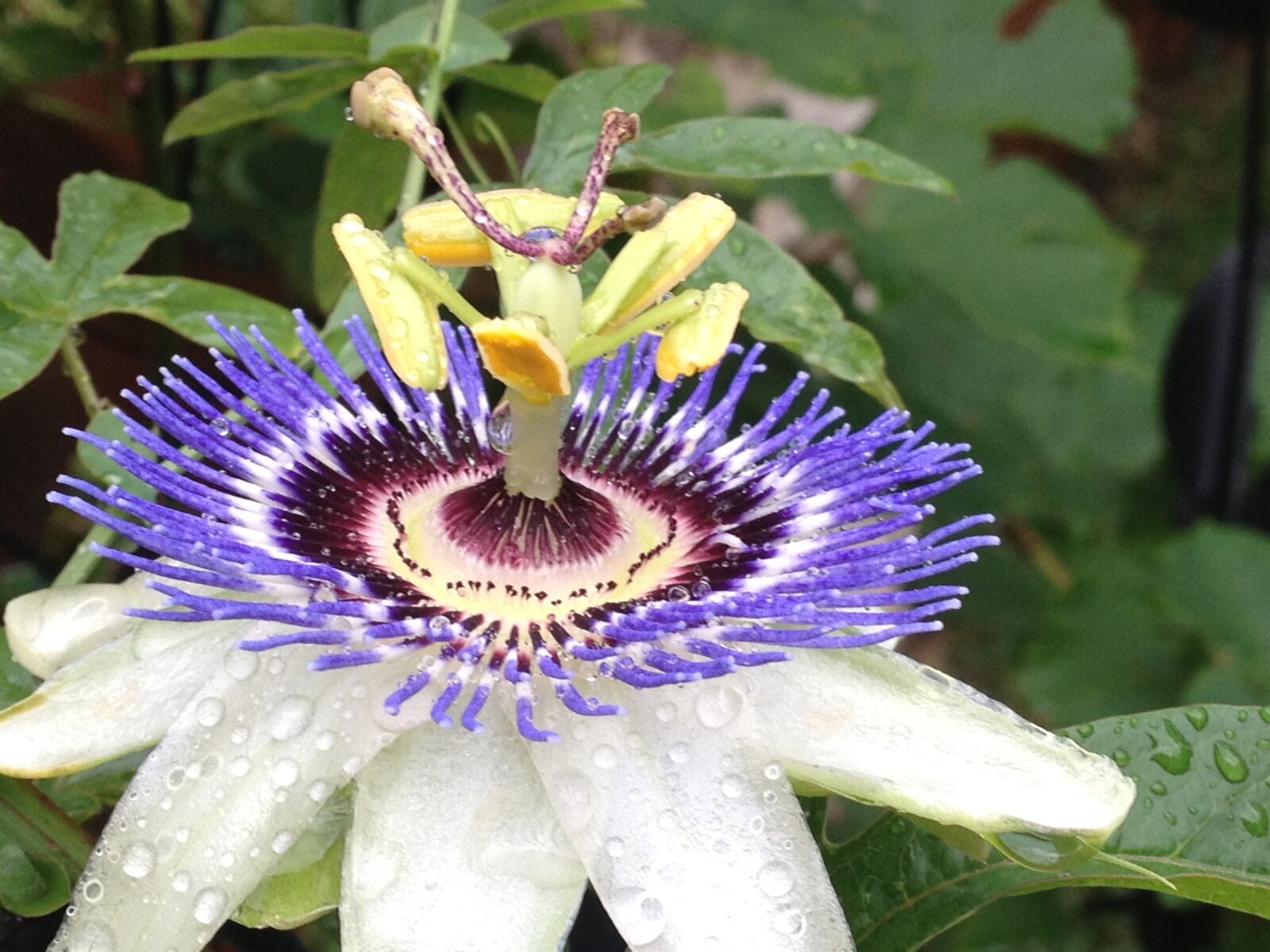 iPhone 4S back camera 4.28mm f/2.4 sample photo. Passion flower, close up photography