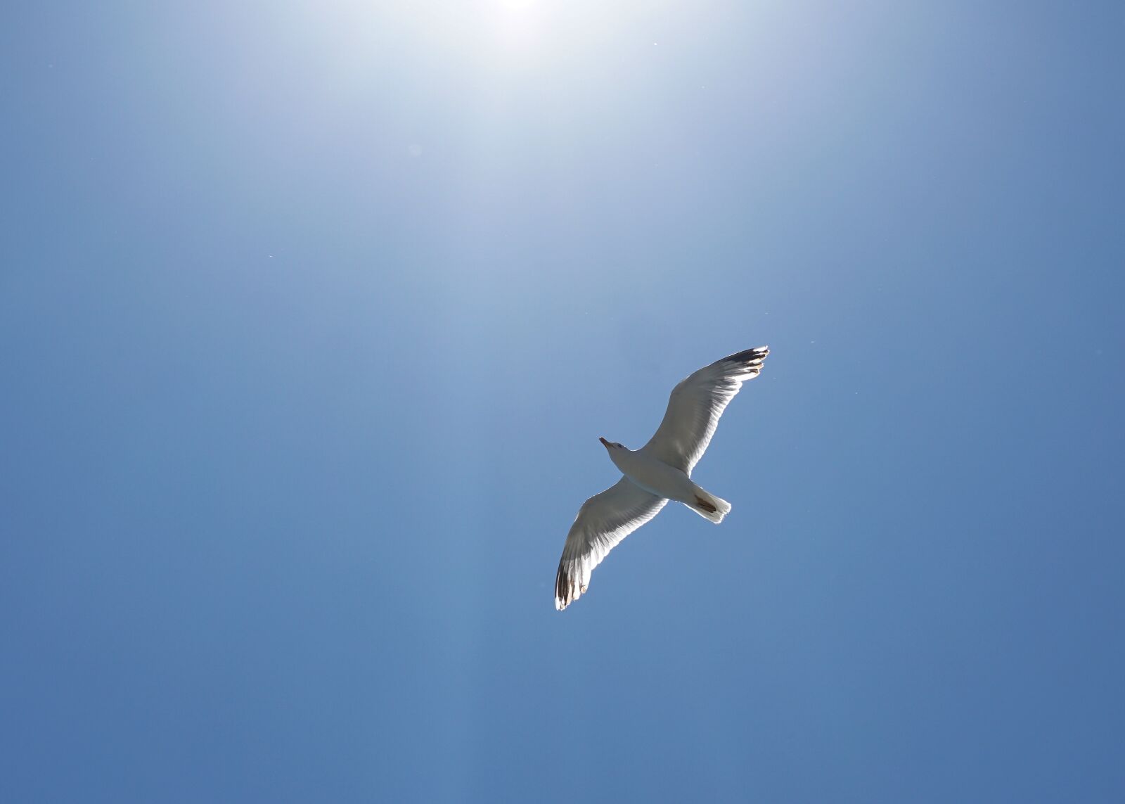 Sony a6000 + E 60mm F2.8 sample photo. Seagull, bird, seevogel photography
