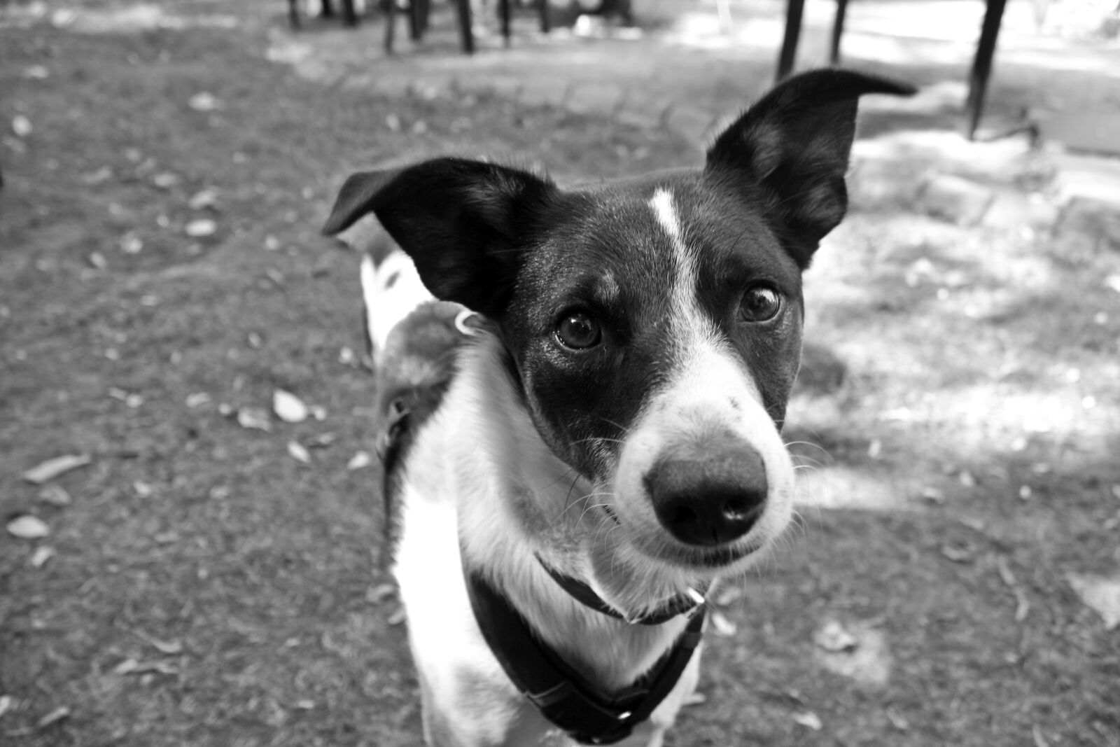 Canon EOS 1000D (EOS Digital Rebel XS / EOS Kiss F) sample photo. Portrait, dog, black and photography