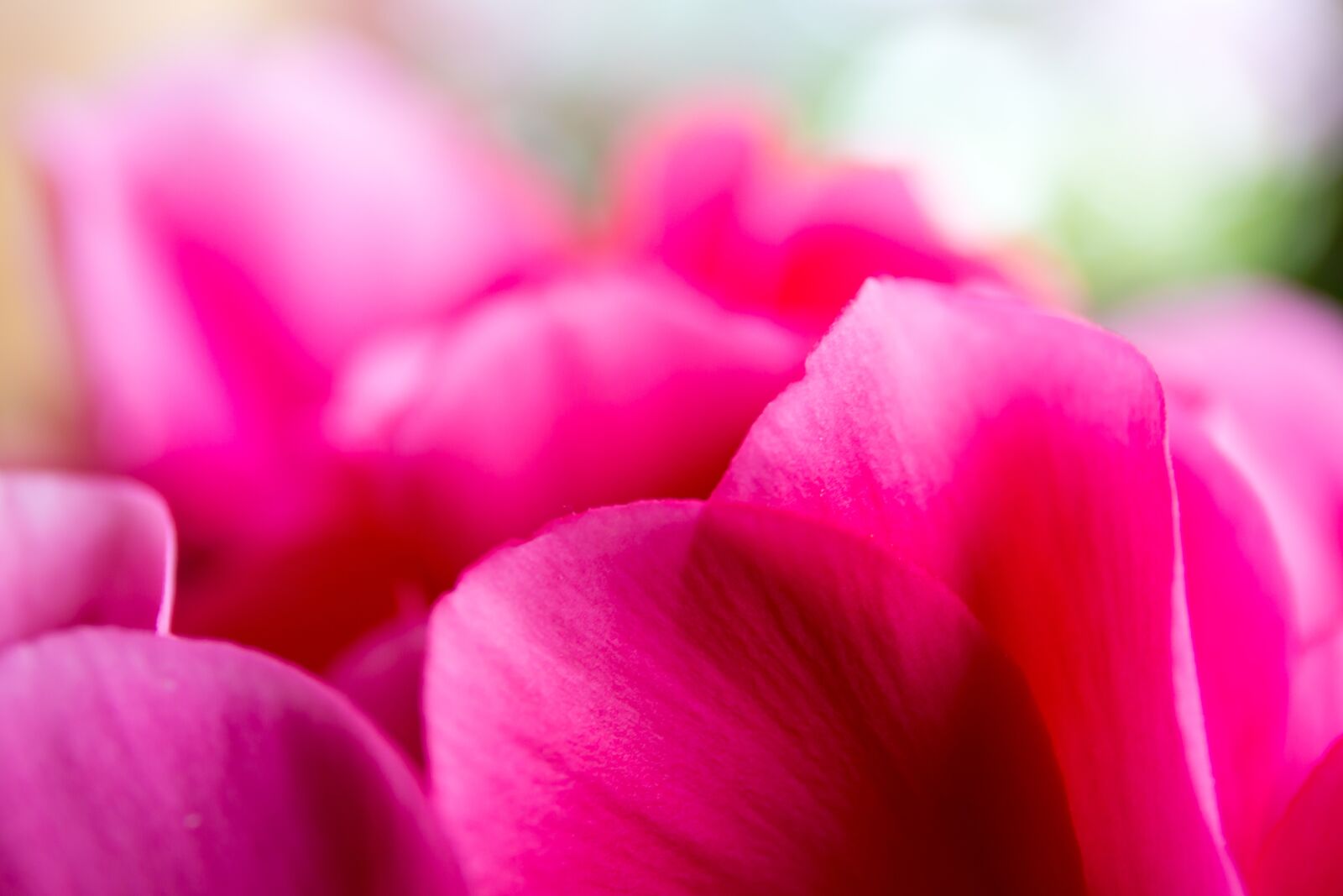 Canon EF 24-70mm F4L IS USM sample photo. Flower, petals, pink photography