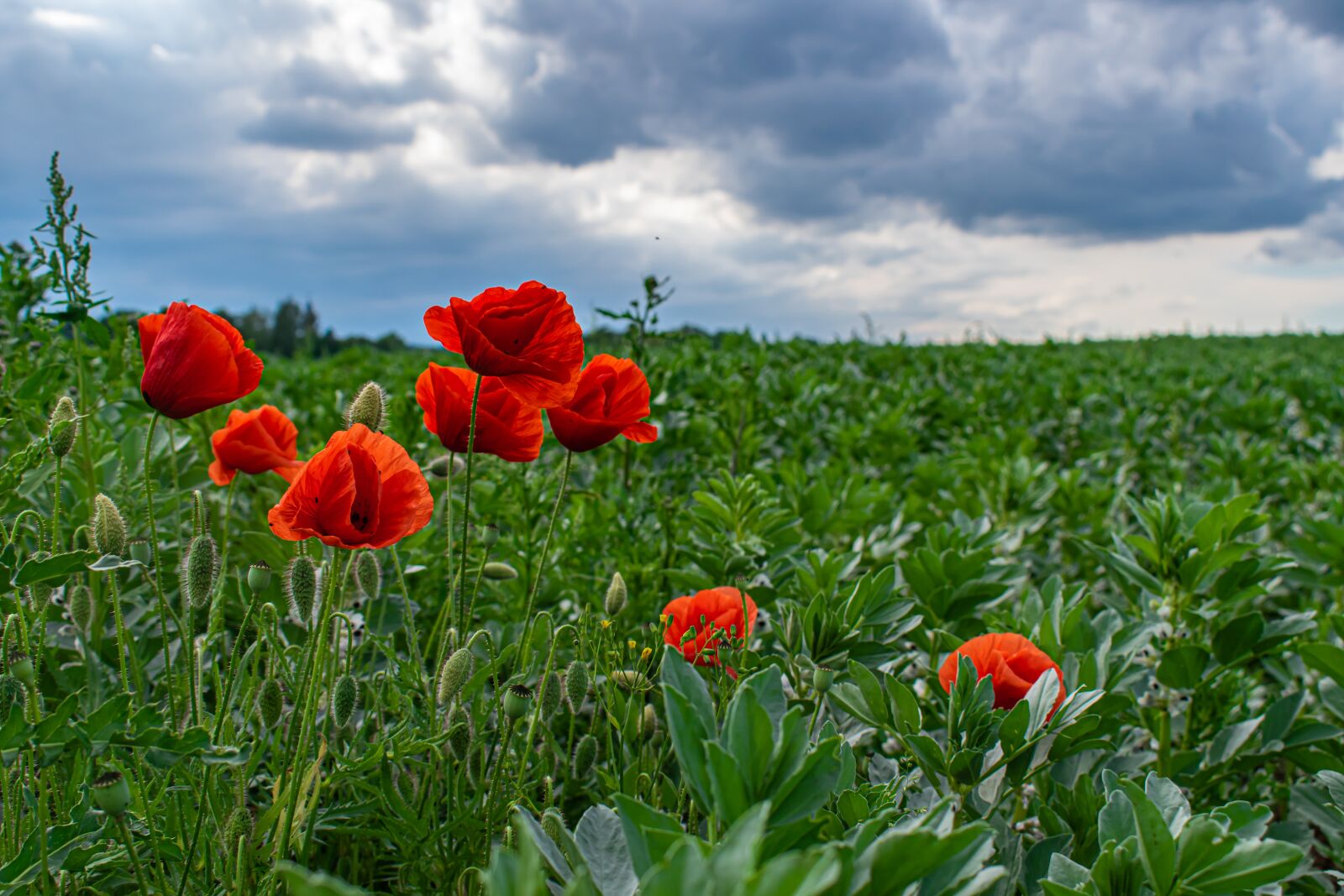 Nikon D5300 sample photo. Poppy, field, edge of photography