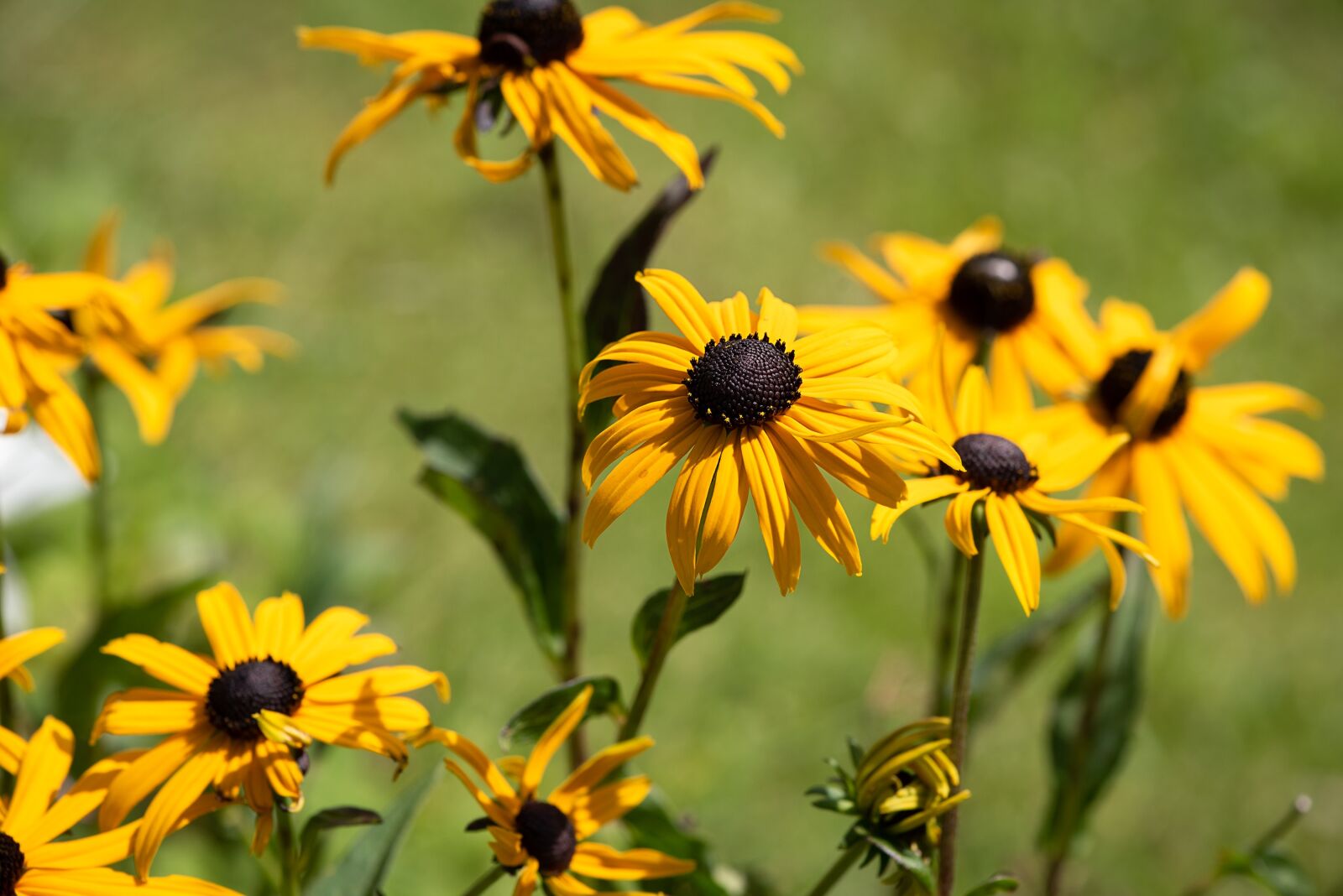 Nikon D750 sample photo. Flower, yellow, yellow flower photography