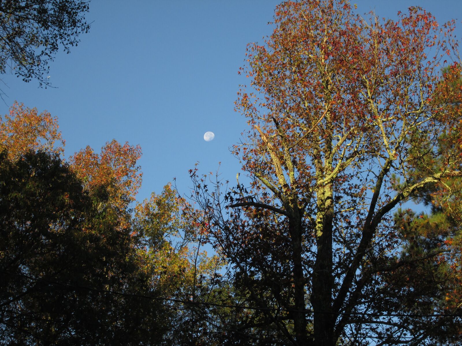Canon PowerShot A2500 sample photo. Sky, trees, nature photography