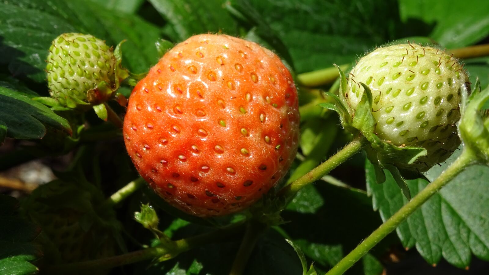Sony DSC-HX60 sample photo. Strawberry, red, flourishing photography