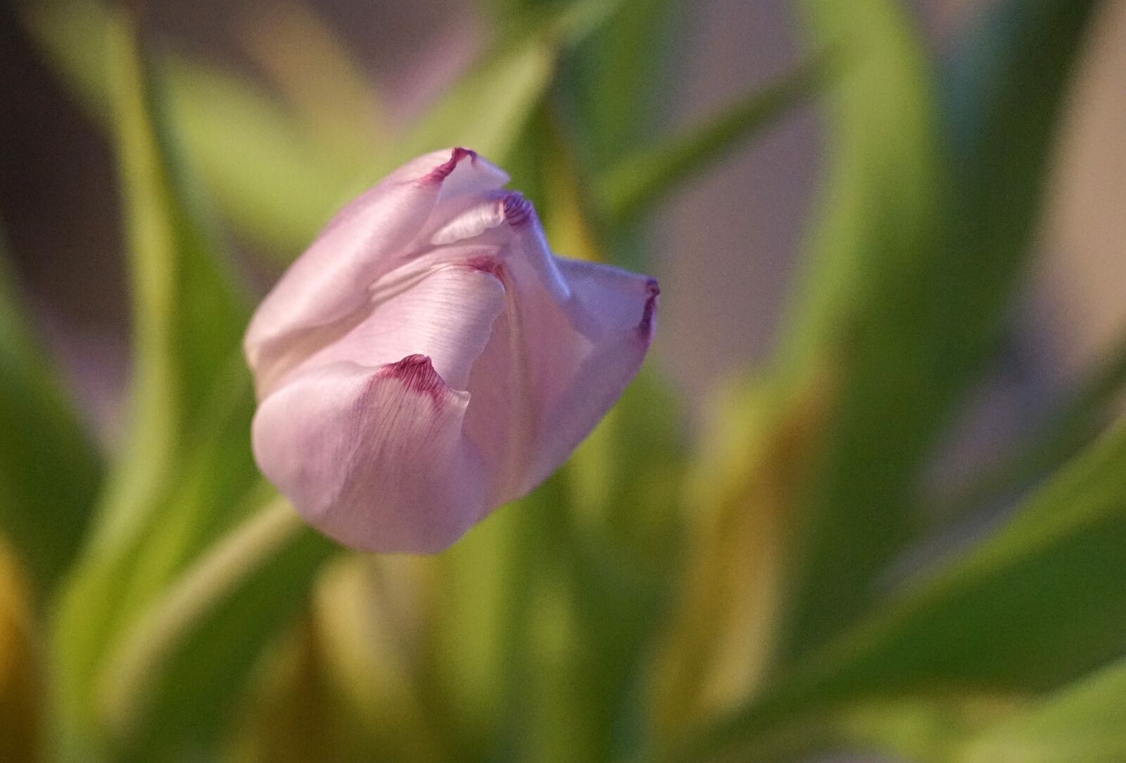Sony FE 24-240mm F3.5-6.3 OSS sample photo. Tulip, blossom, bloom photography