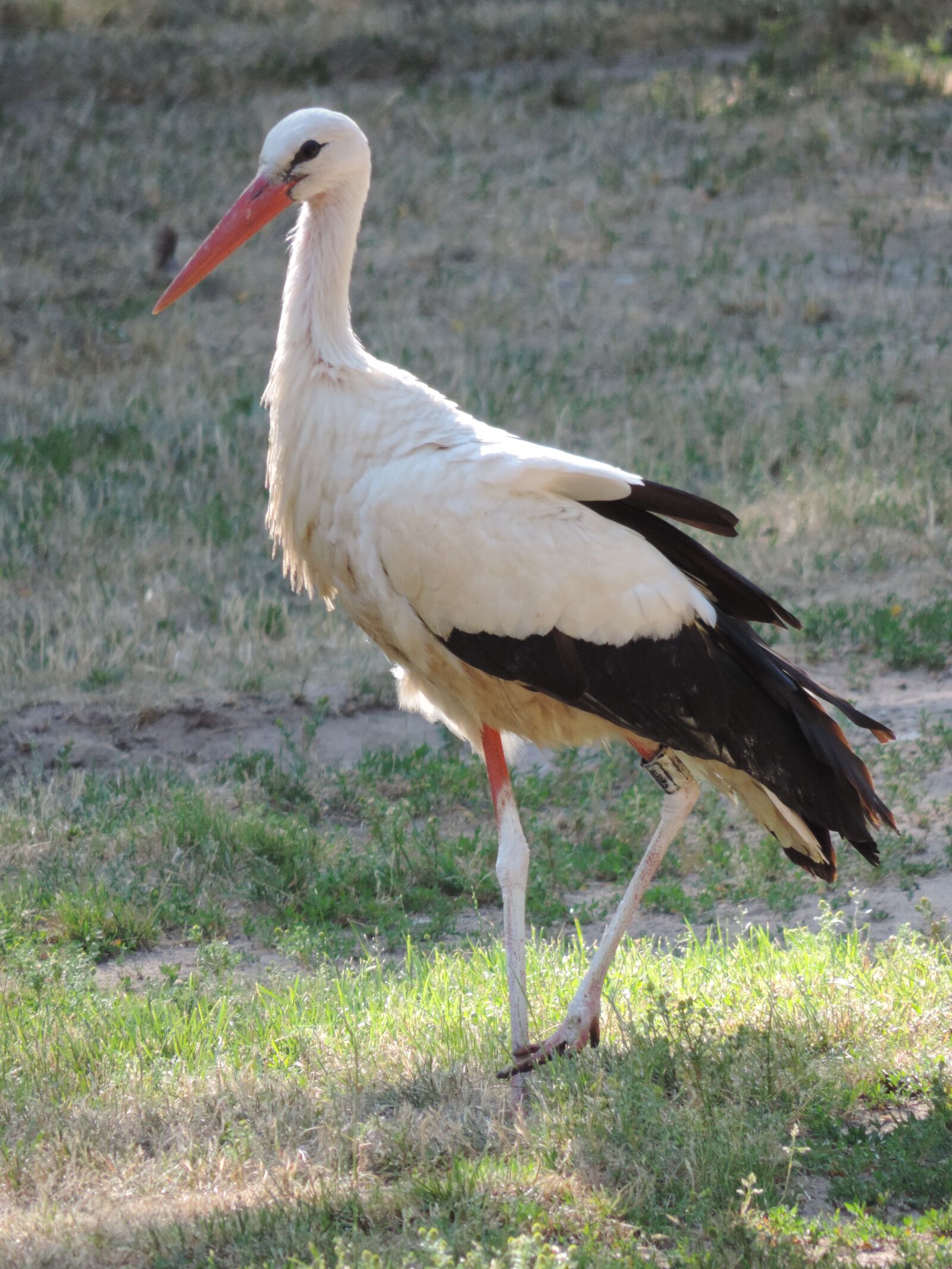 Nikon Coolpix P520 sample photo. Stork, bird, rattle stork photography