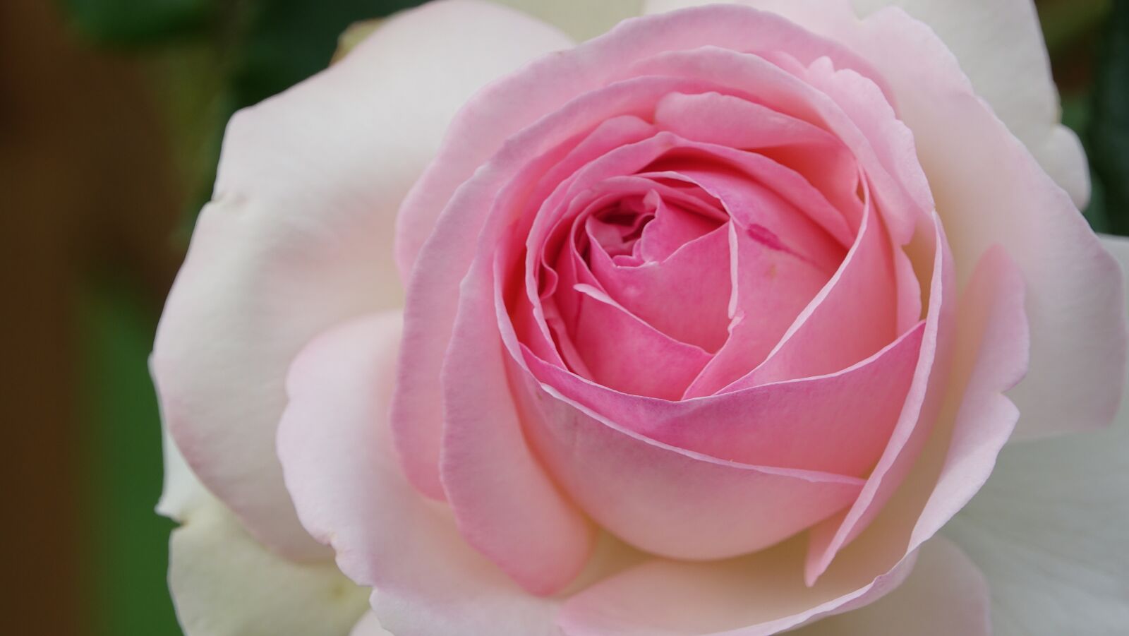 Sony Cyber-shot DSC-RX10 III sample photo. Pink, flower, love photography
