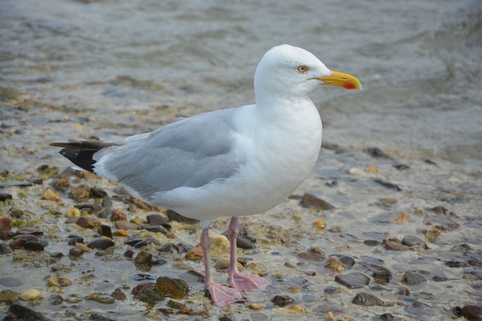 Nikon D5200 sample photo. Seagull, gull, birds of photography