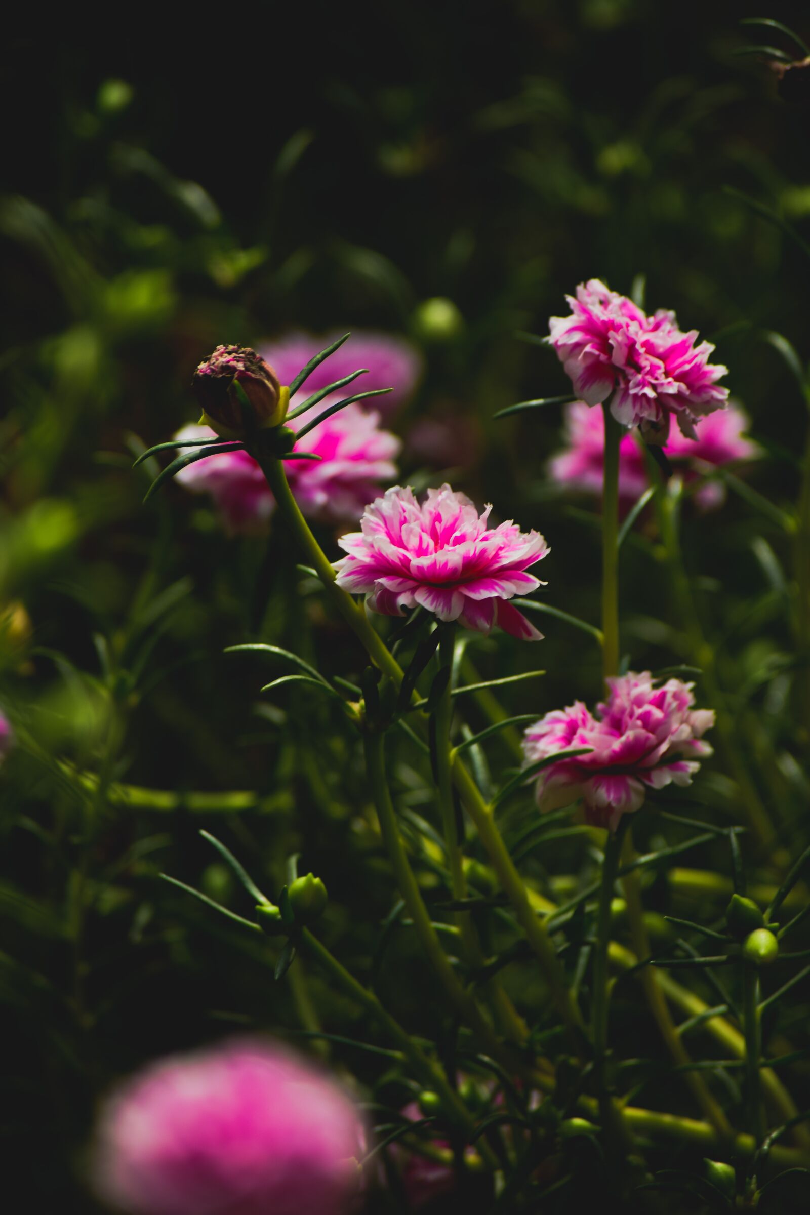 Nikon D5300 sample photo. Flowers, green, garden photography