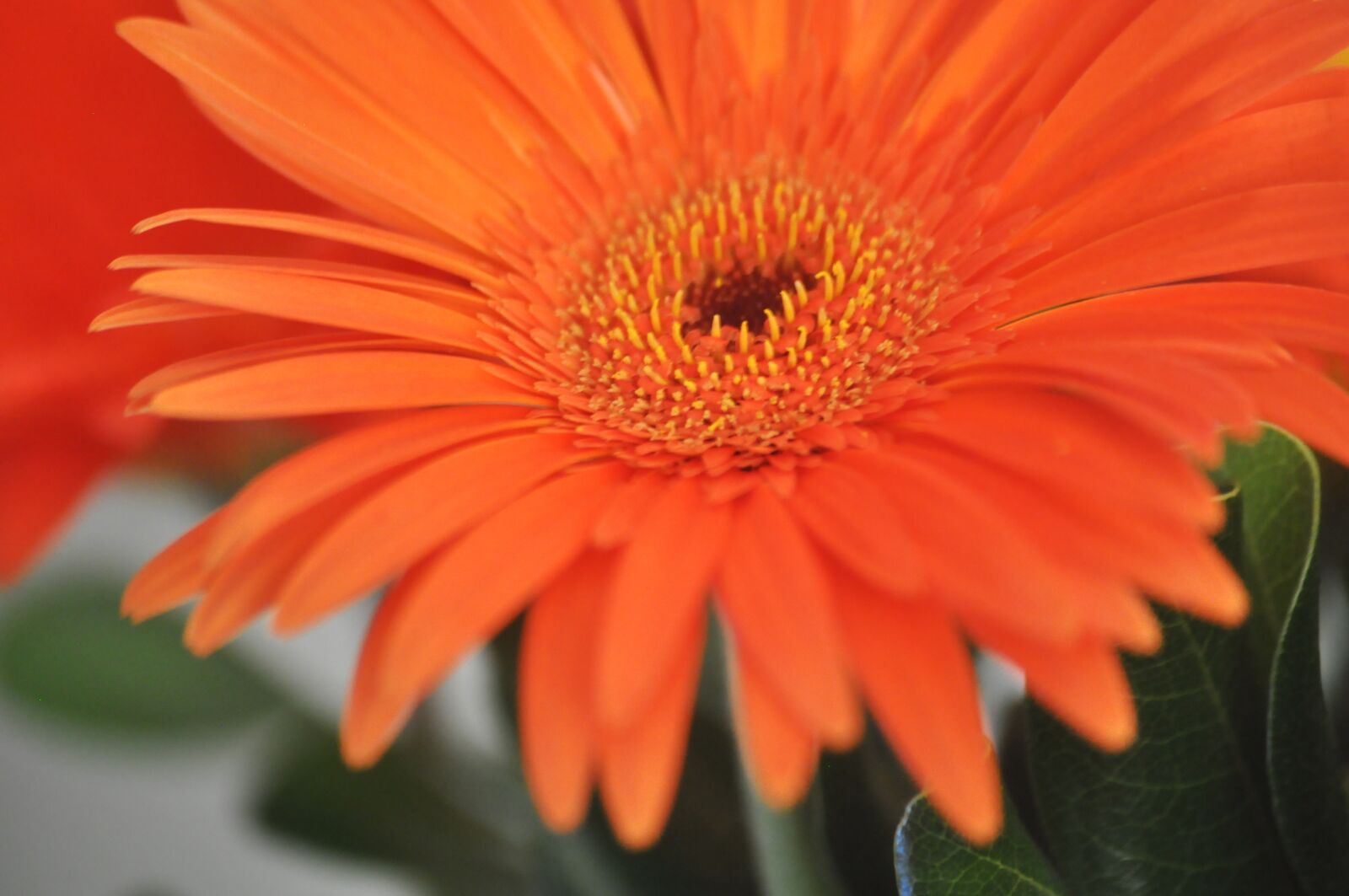 Nikon D90 sample photo. Flower, blossom, nature photography