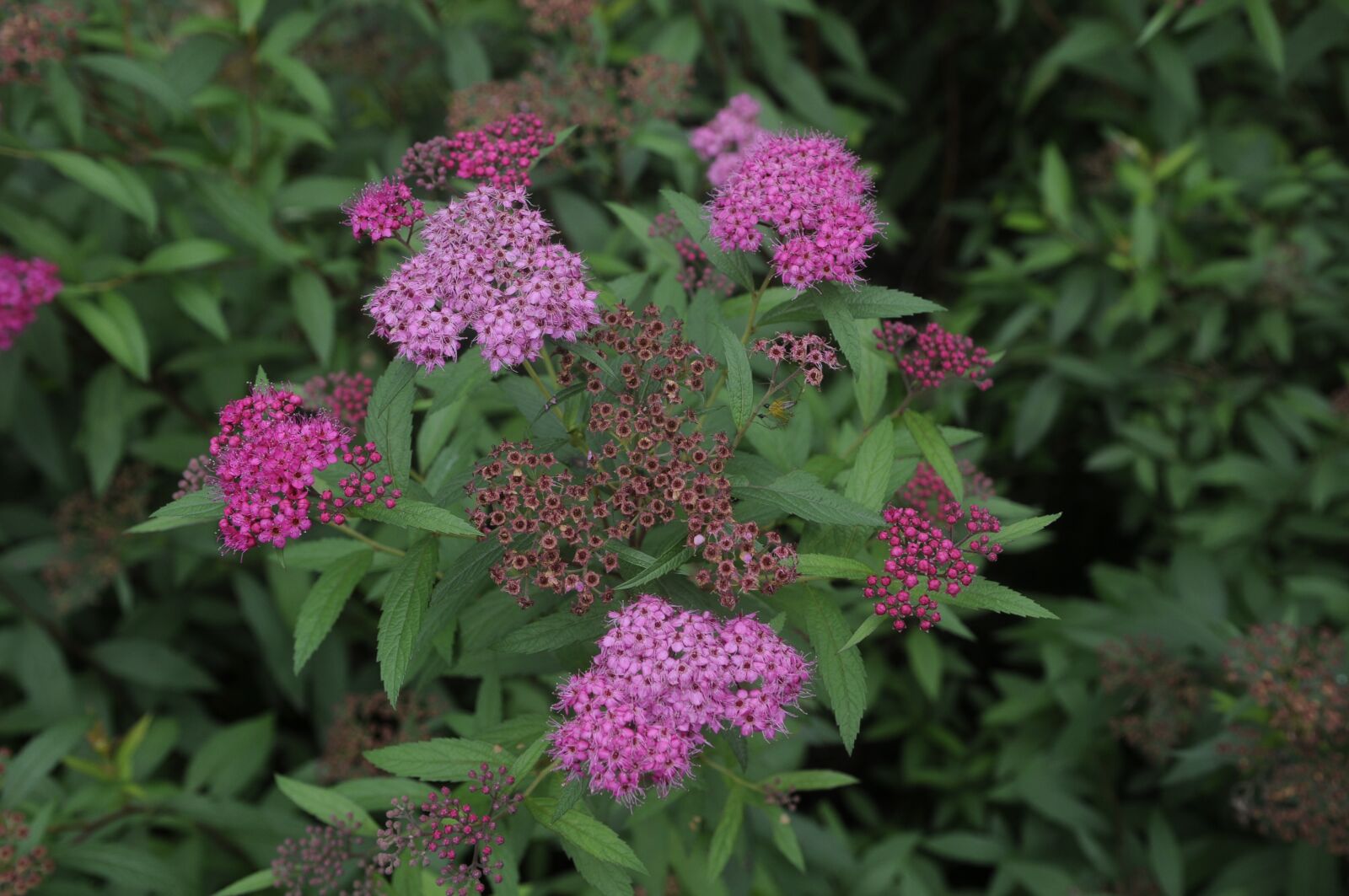 Nikon D300S sample photo. Spiraea, natural, plant photography
