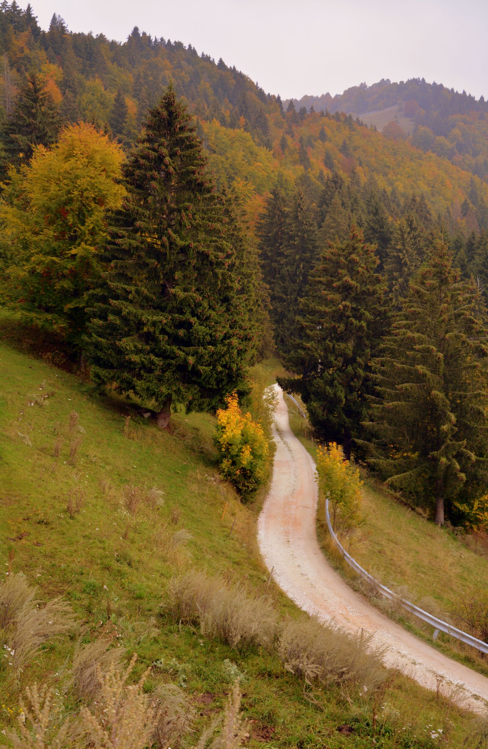 Nikon D7100 sample photo. Trail, forest, autumn photography