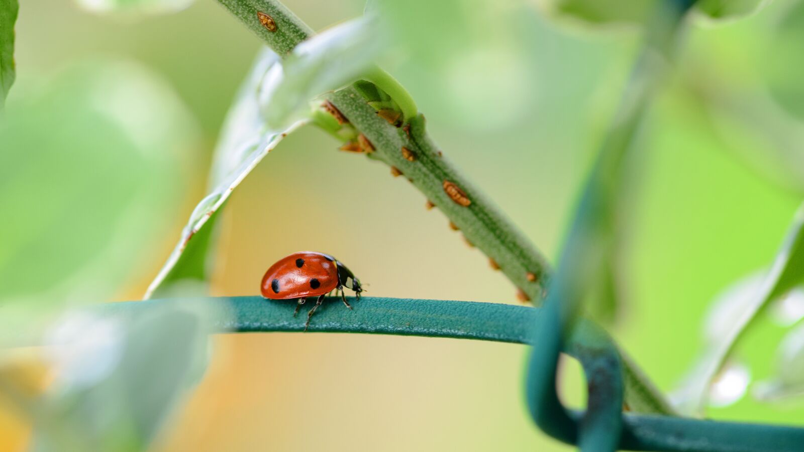 Nikon D800E sample photo. Macro, ladybug, nature photography