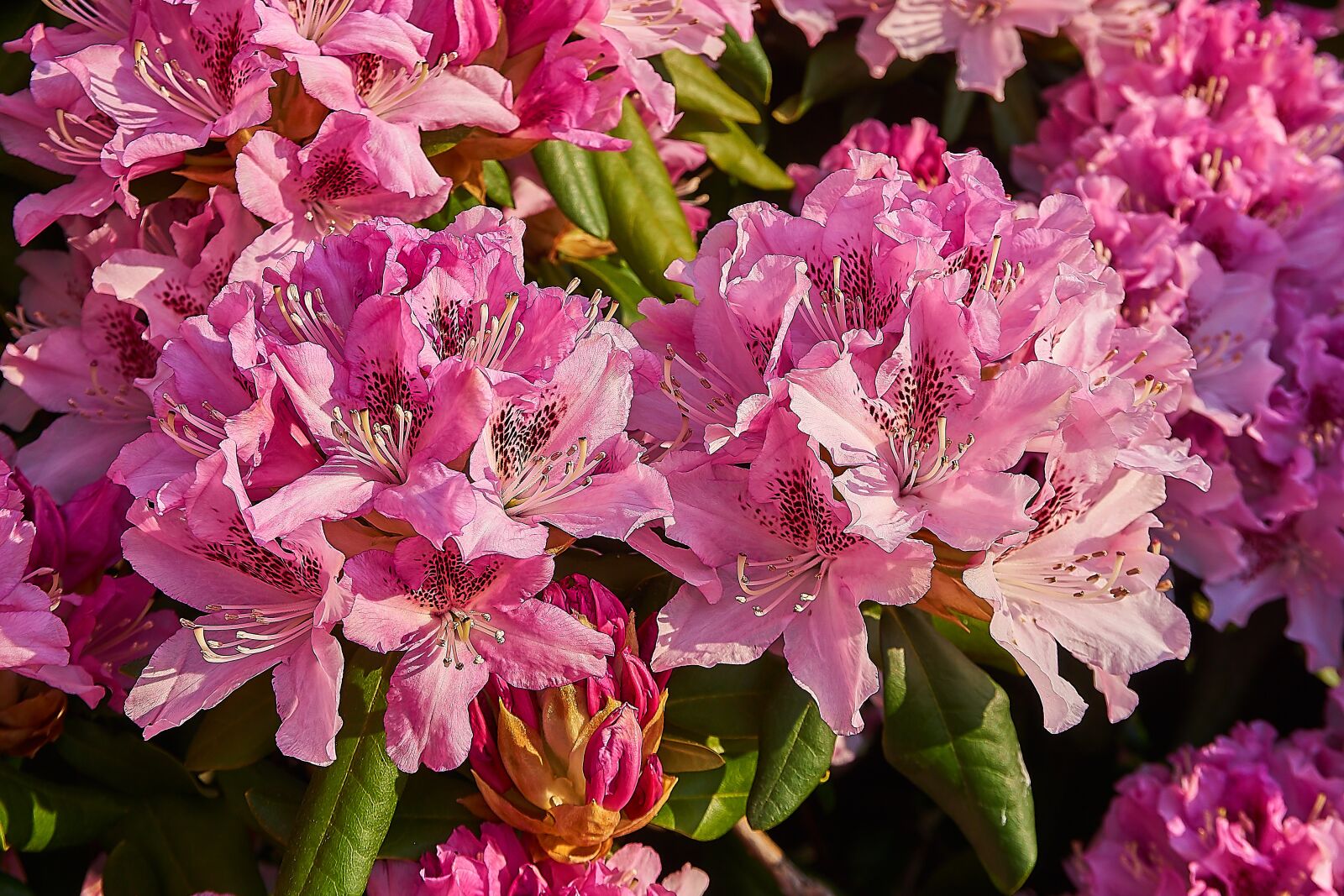 Sony a6000 sample photo. Rhododendron, blossom, bloom photography