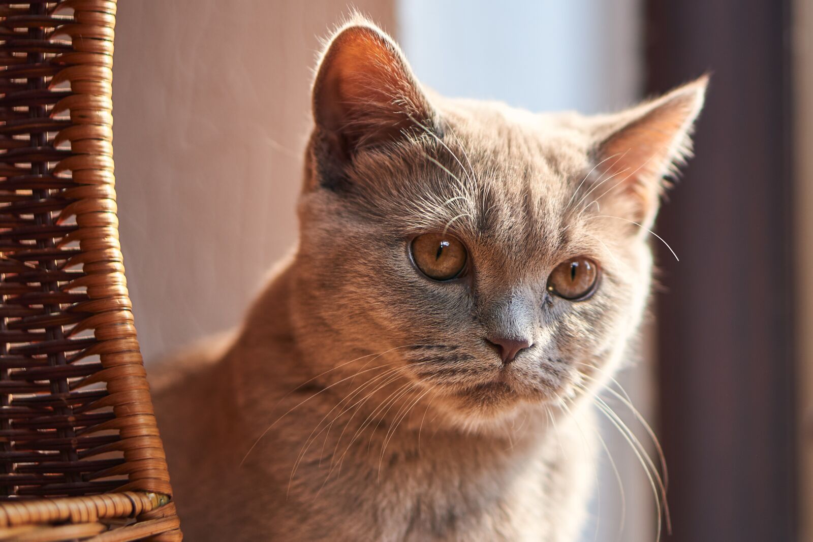 Sony E 50mm F1.8 OSS sample photo. Cat, sweet, cute photography