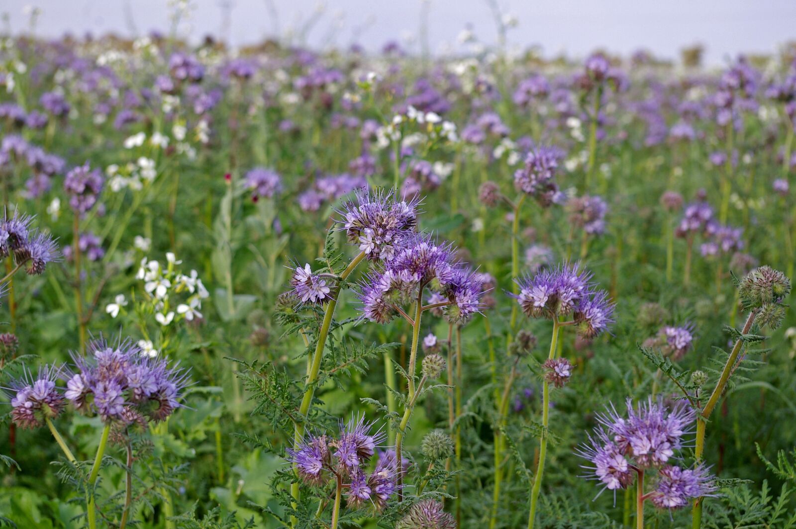 Pentax *ist DL2 sample photo. Bueschelschoen, food source, bee photography