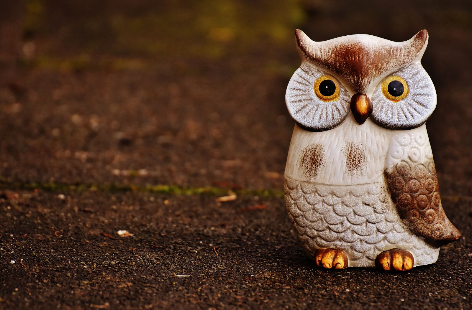 Nikon D7200 sample photo. Owl, bird, funny photography