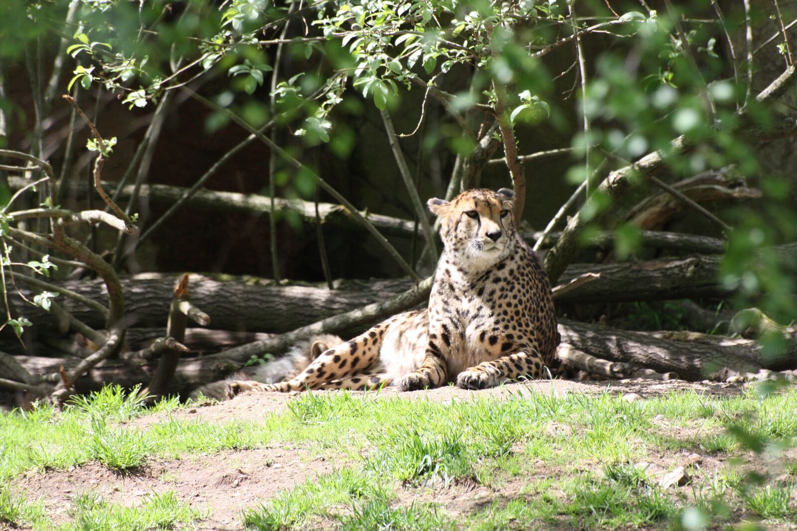 Canon EOS 450D (EOS Rebel XSi / EOS Kiss X2) sample photo. Lepard, animals, predators photography