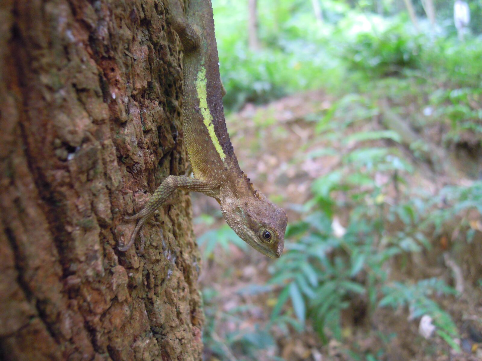 Nikon Coolpix S5100 sample photo. Lizard, japalura, dragon lizard photography