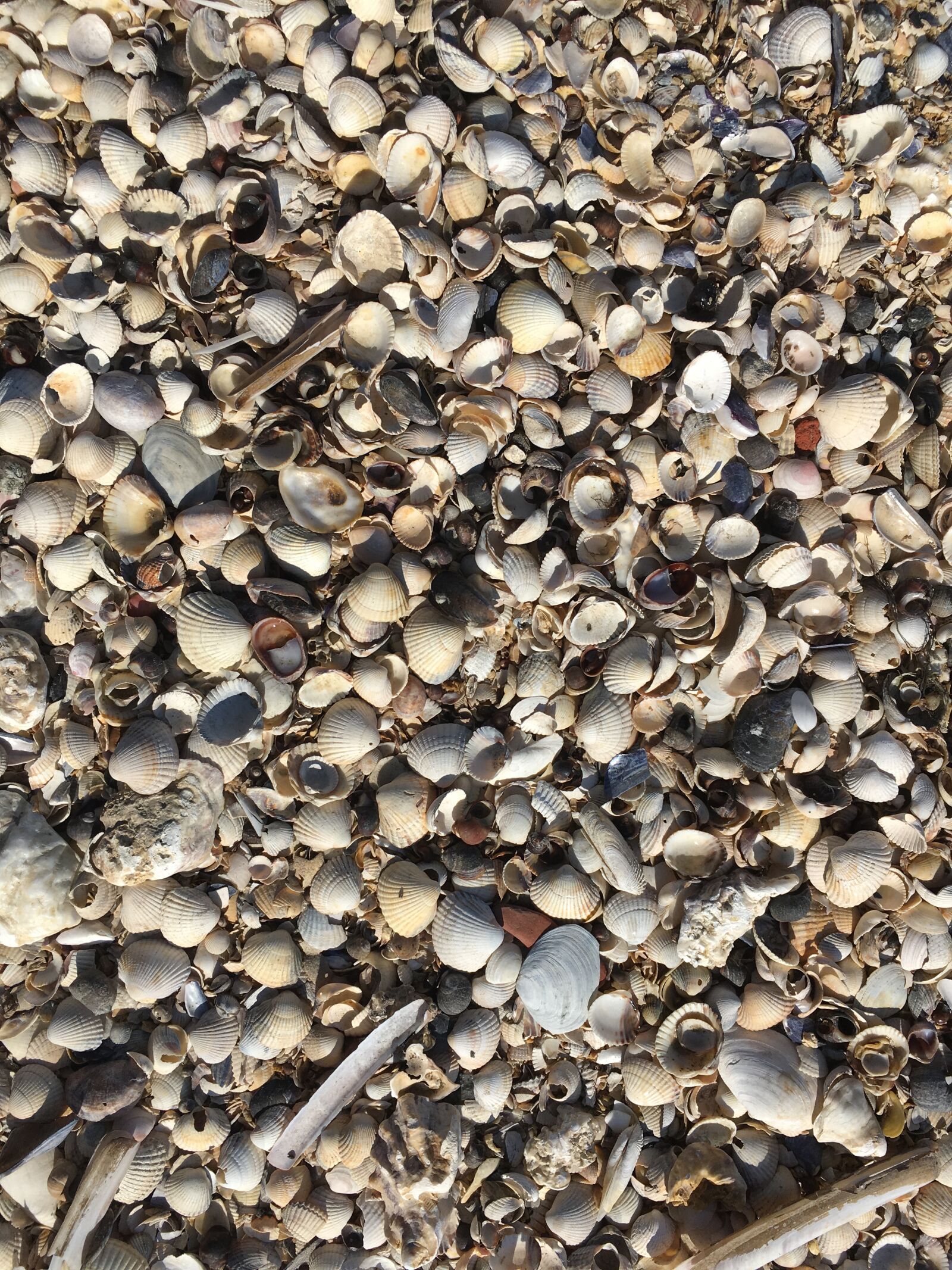 iPhone SE back camera 4.15mm f/2.2 sample photo. Shell, sea, nature photography
