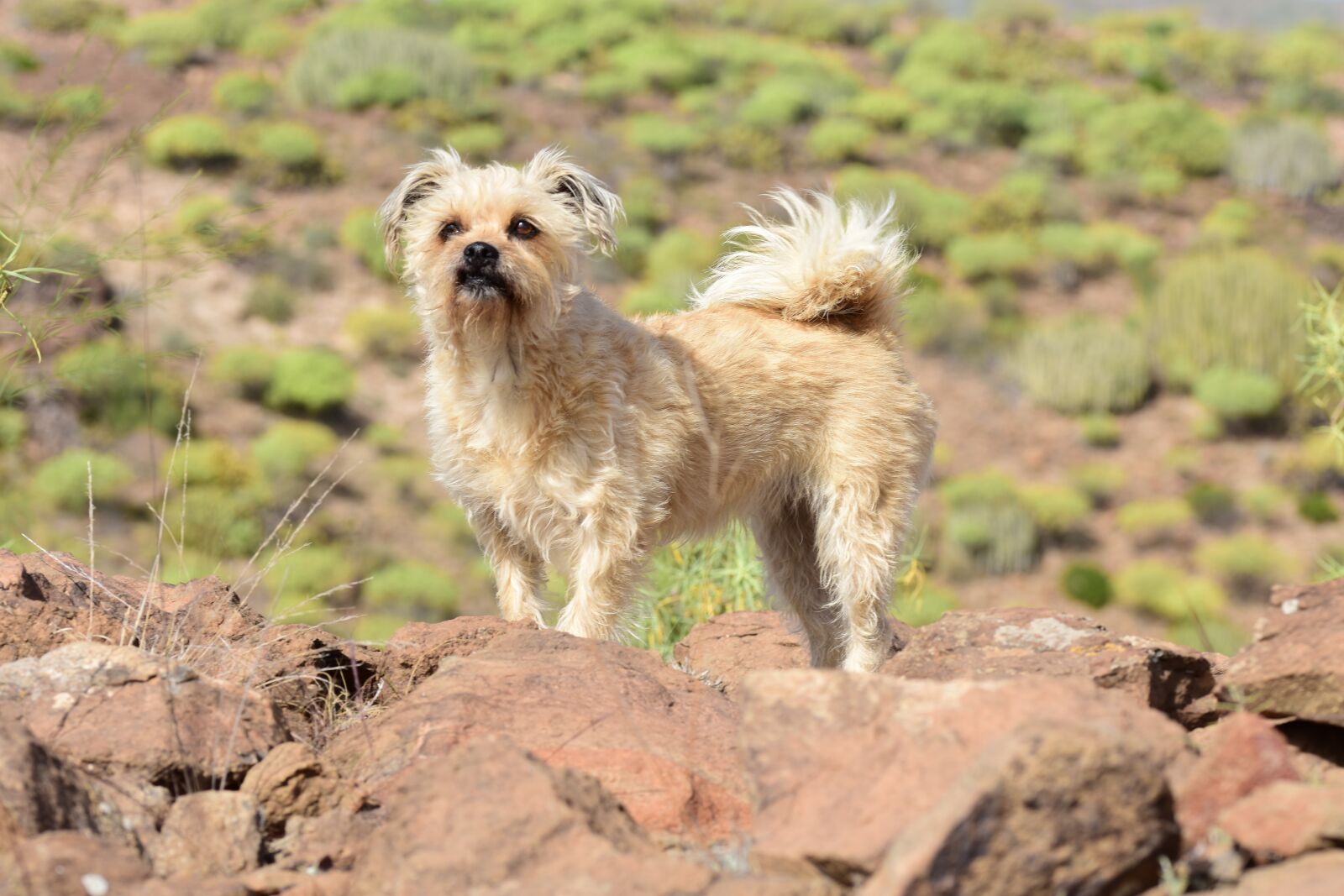 Nikon D7200 sample photo. Dog, small dog, animal photography