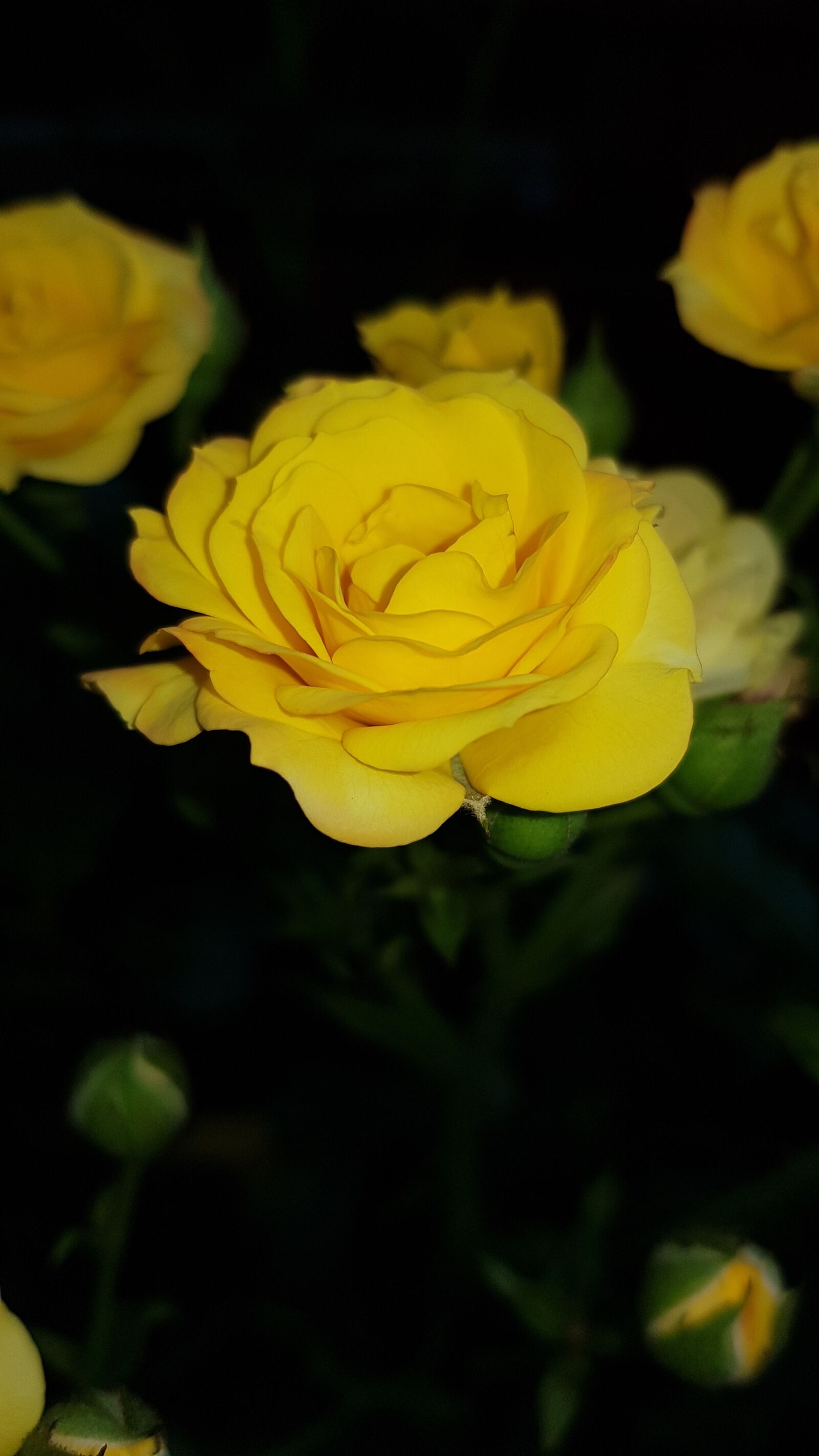 Samsung Galaxy S8+ sample photo. Rose, yellow, bouquet photography