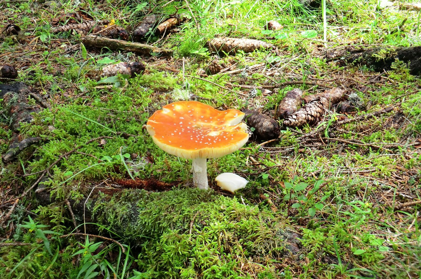 CASIO EX-H5 sample photo. Mushroom, fly agaric, autumn photography