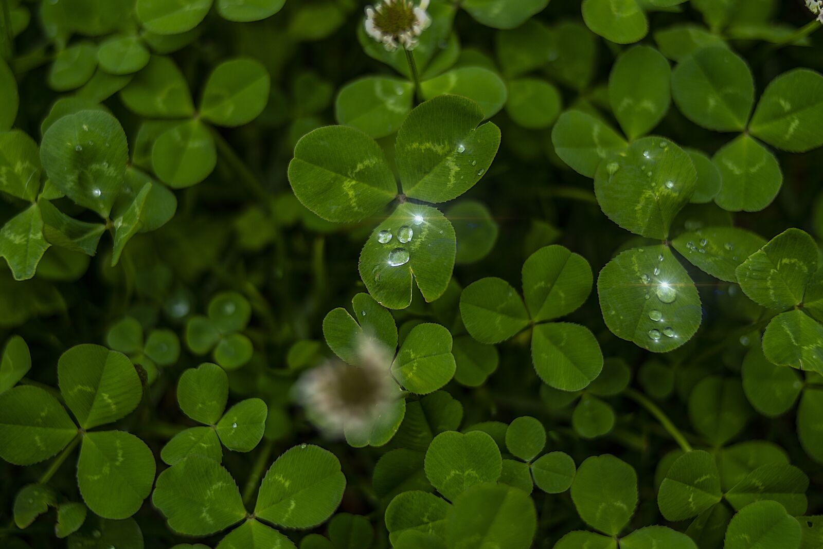 Nikon D600 sample photo. Macro, flower, plant photography