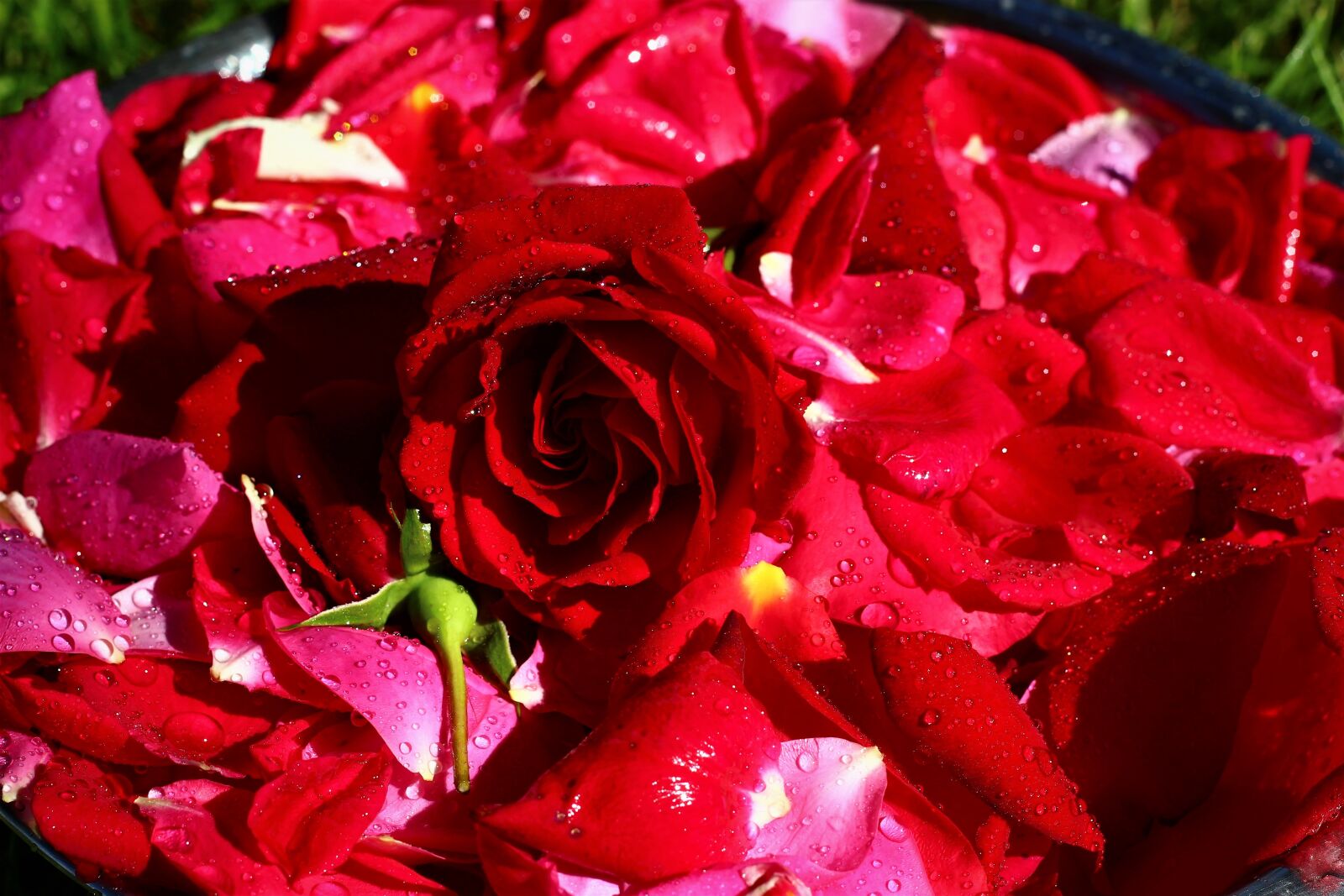 Canon EOS 600D (Rebel EOS T3i / EOS Kiss X5) + Canon EF 50mm F1.8 II sample photo. Rose petals, rose plate photography